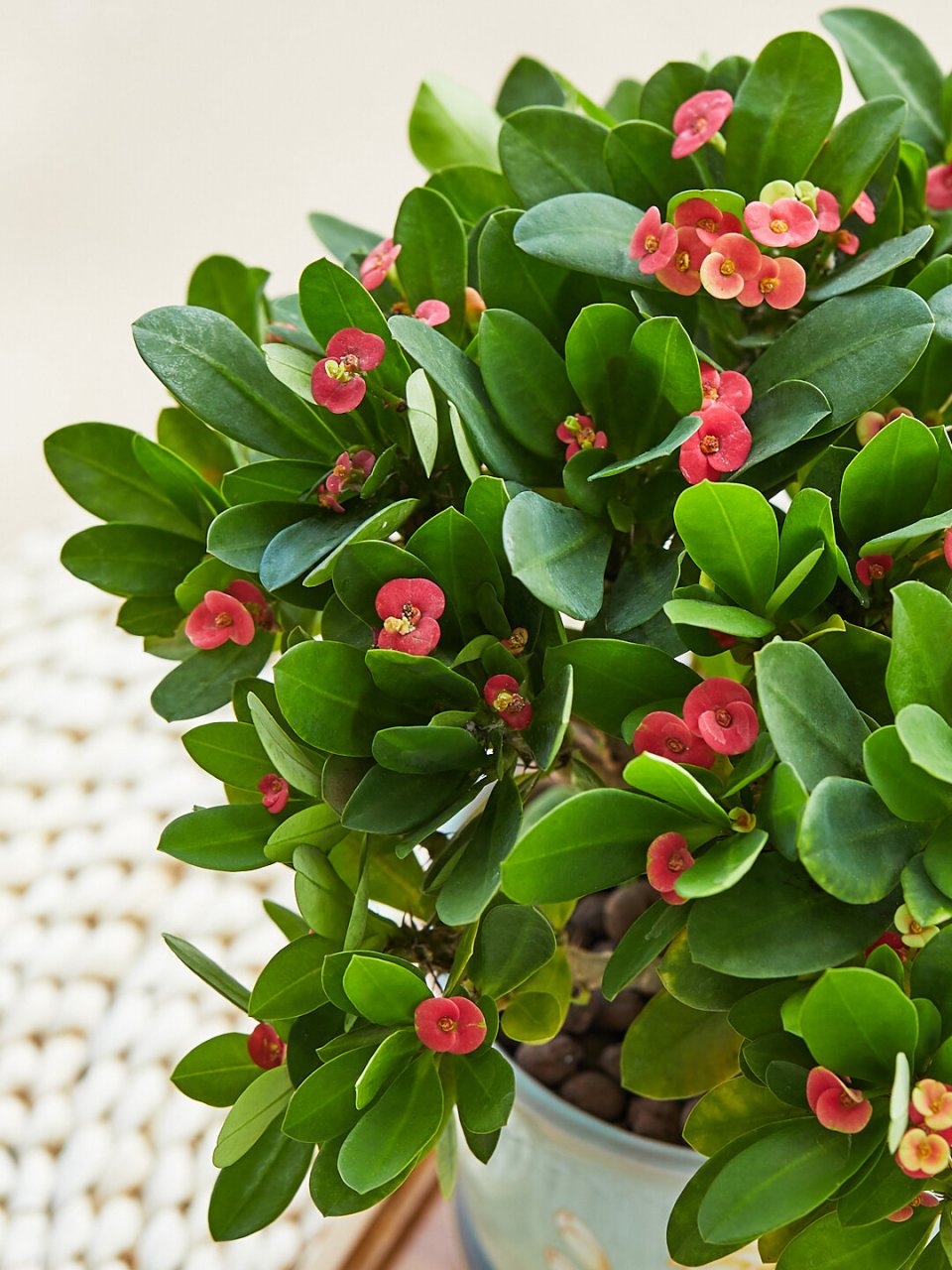 每天一种花草养护知识 | 铁海棠(虎刺梅) 名:铁海棠/euphorbia milii