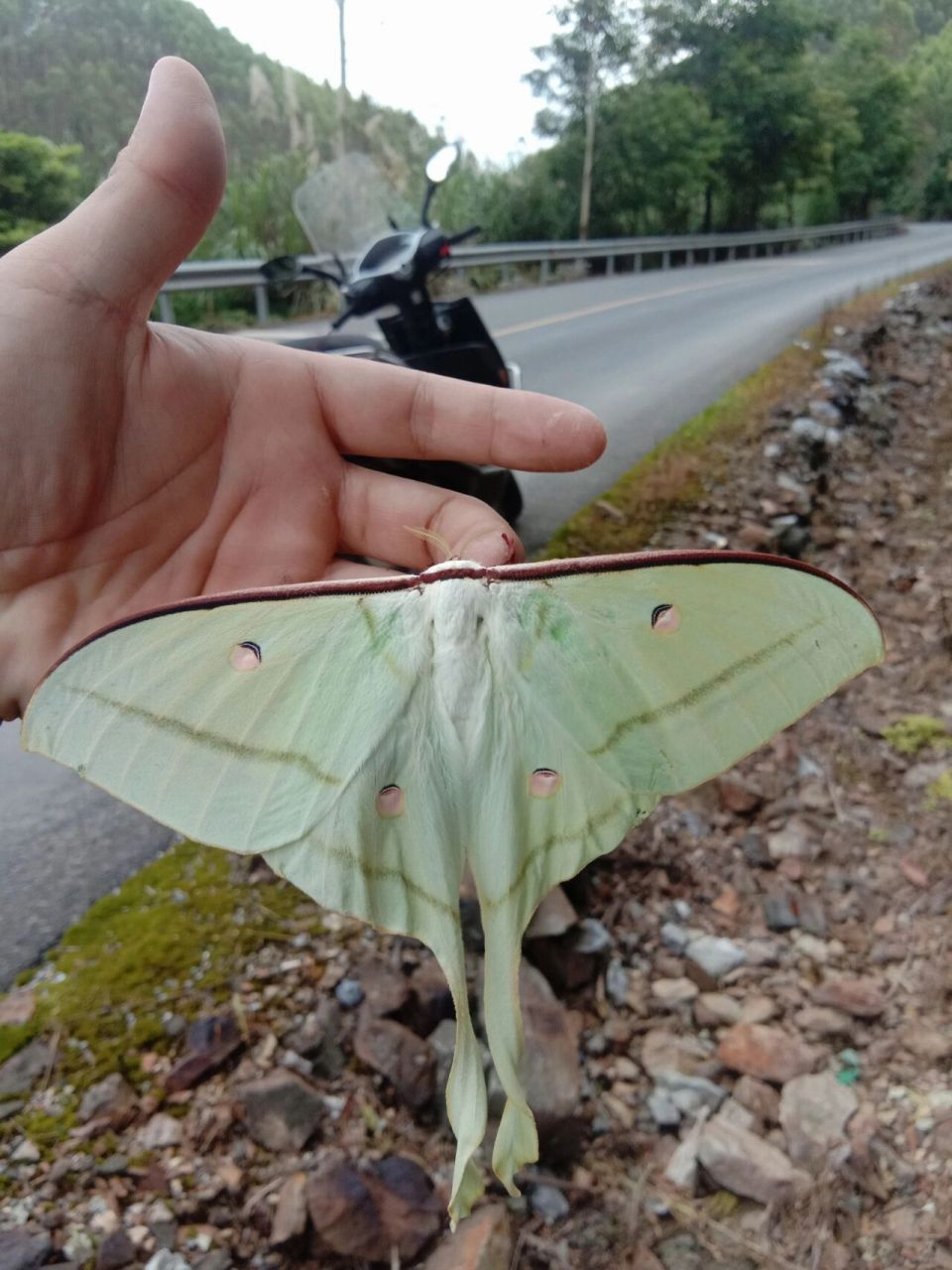 月形天蚕蛾 路上偶遇,看起来挺好看的.