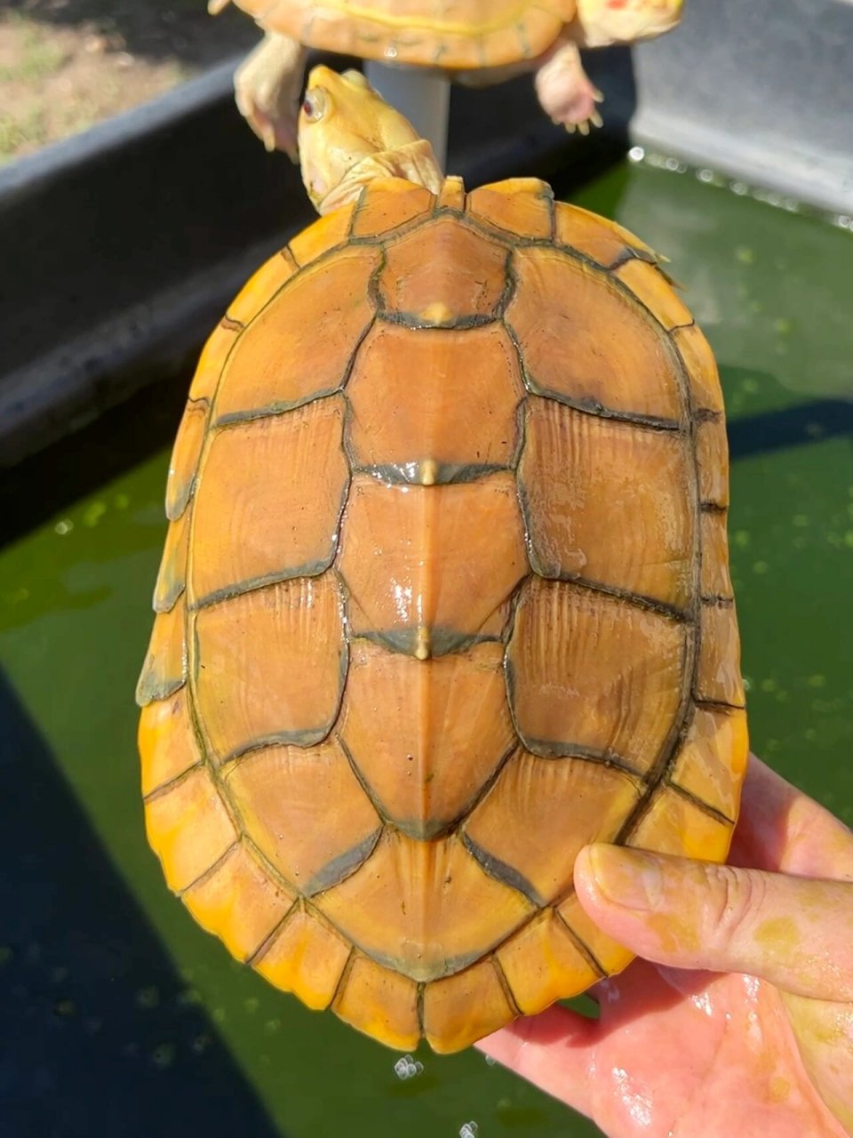 焦糖和粉雪巴西龟 第一年孵化出了三只小焦糖和一只小粉雪巴西龟.