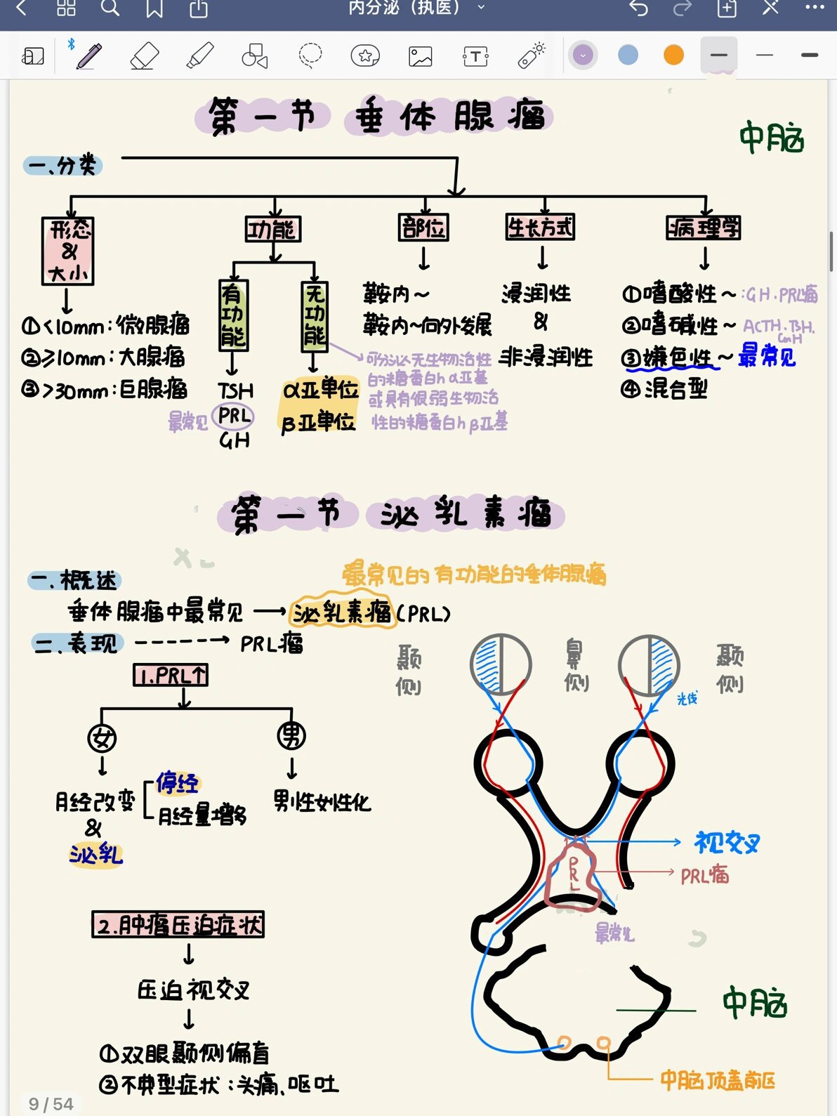 下丘脑与垂体的关系图图片