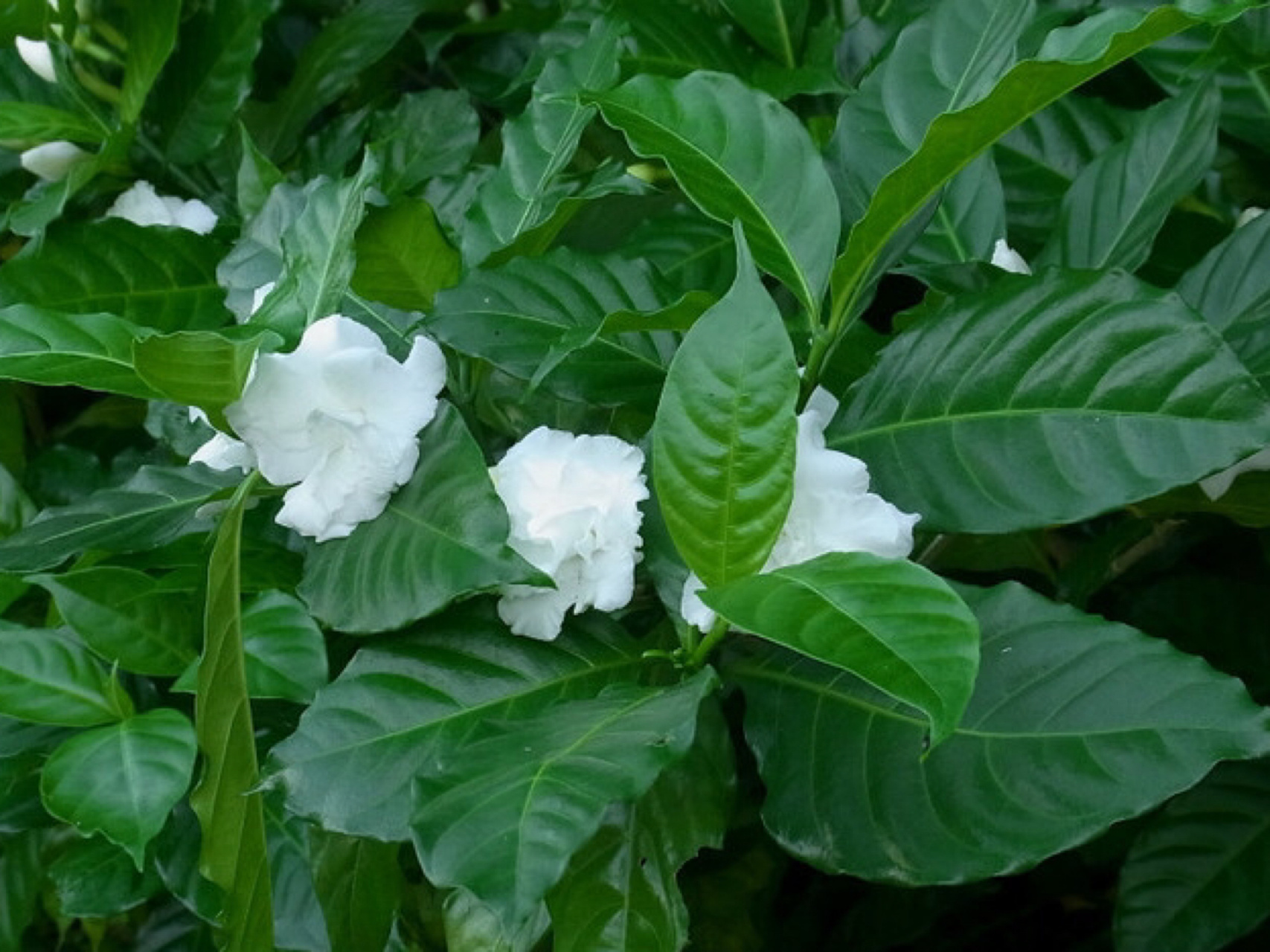 狗牙花的养殖图片