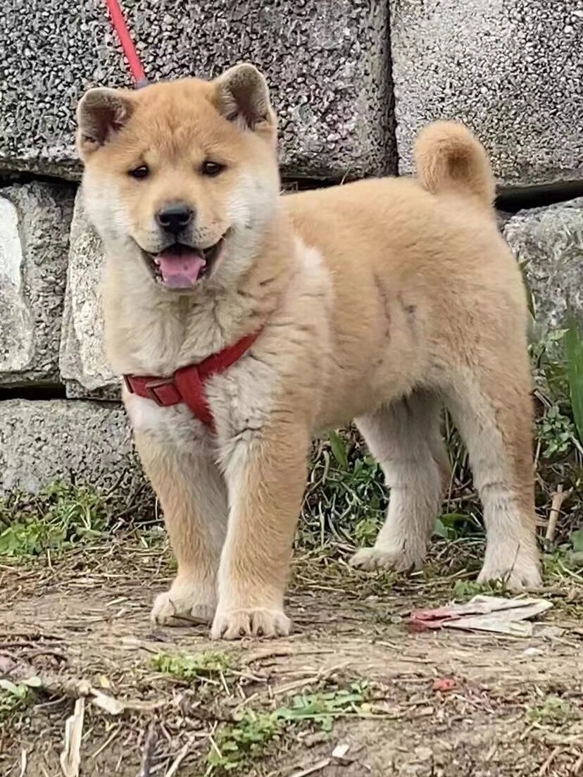 中华田园犬之广西土猎犬 满上一杯春天