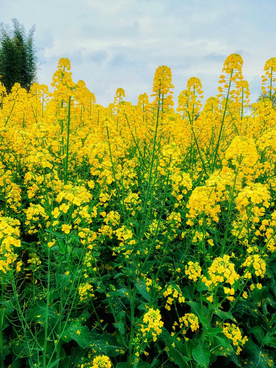 南岸广阳岛赏花攻略来啦6015 3月初,寒意未尽,广阳岛却早已是