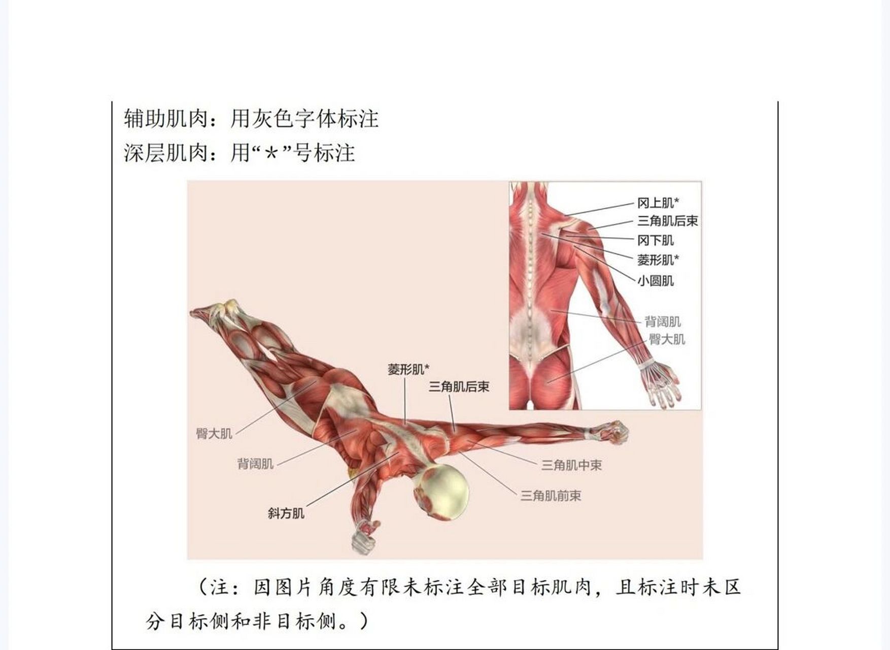 束脊肌图片