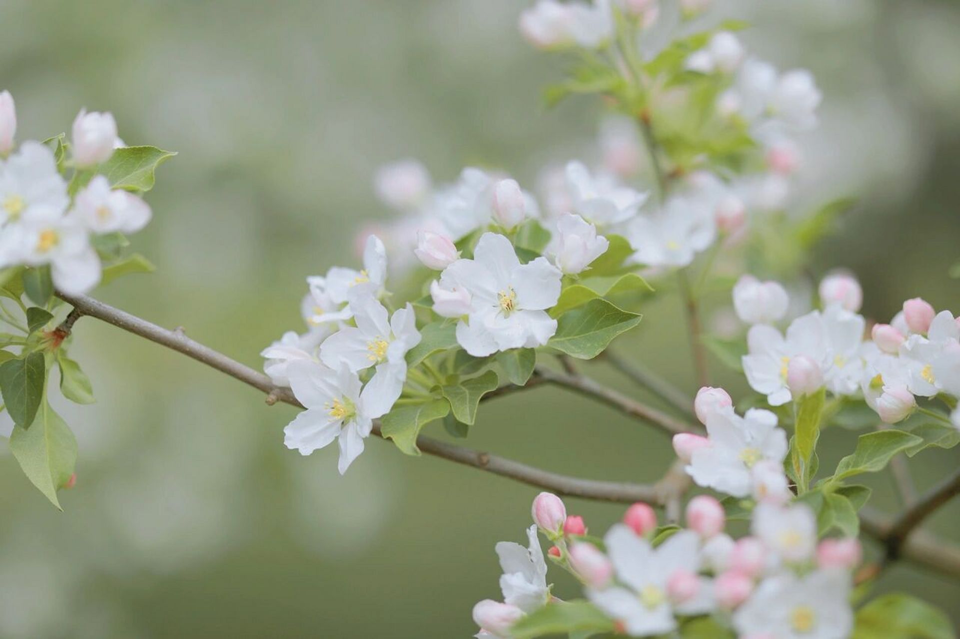 提前收藏好份美好,等花开～ 98 醒图调色 滤镜