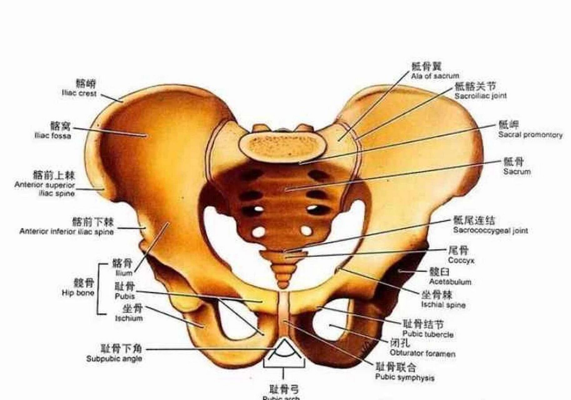 如何正确理解瑜伽口令中的耻骨上提  耻骨上提指得是,从方向上来说