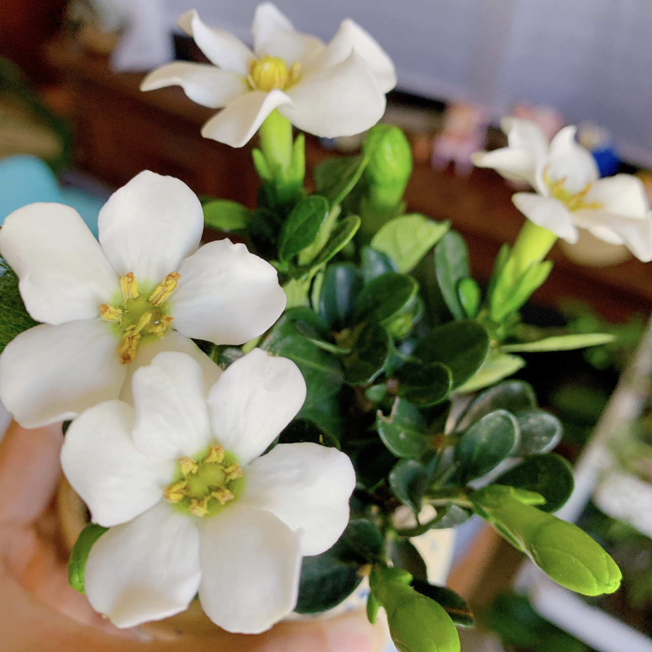 室内无阳台养花【达摩栀子花】 终于爆花了,买来的时候没有花苞,可能
