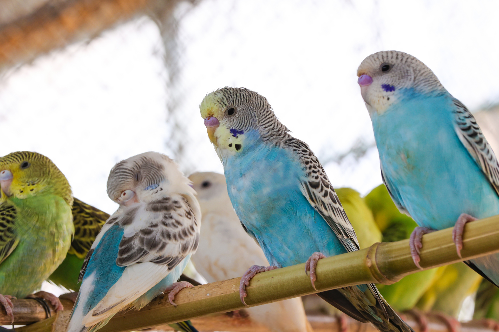 8月15日,在城乡一体化示范区水稻乡花生庄虎皮鹦鹉养殖场里,鸟儿"叽叽