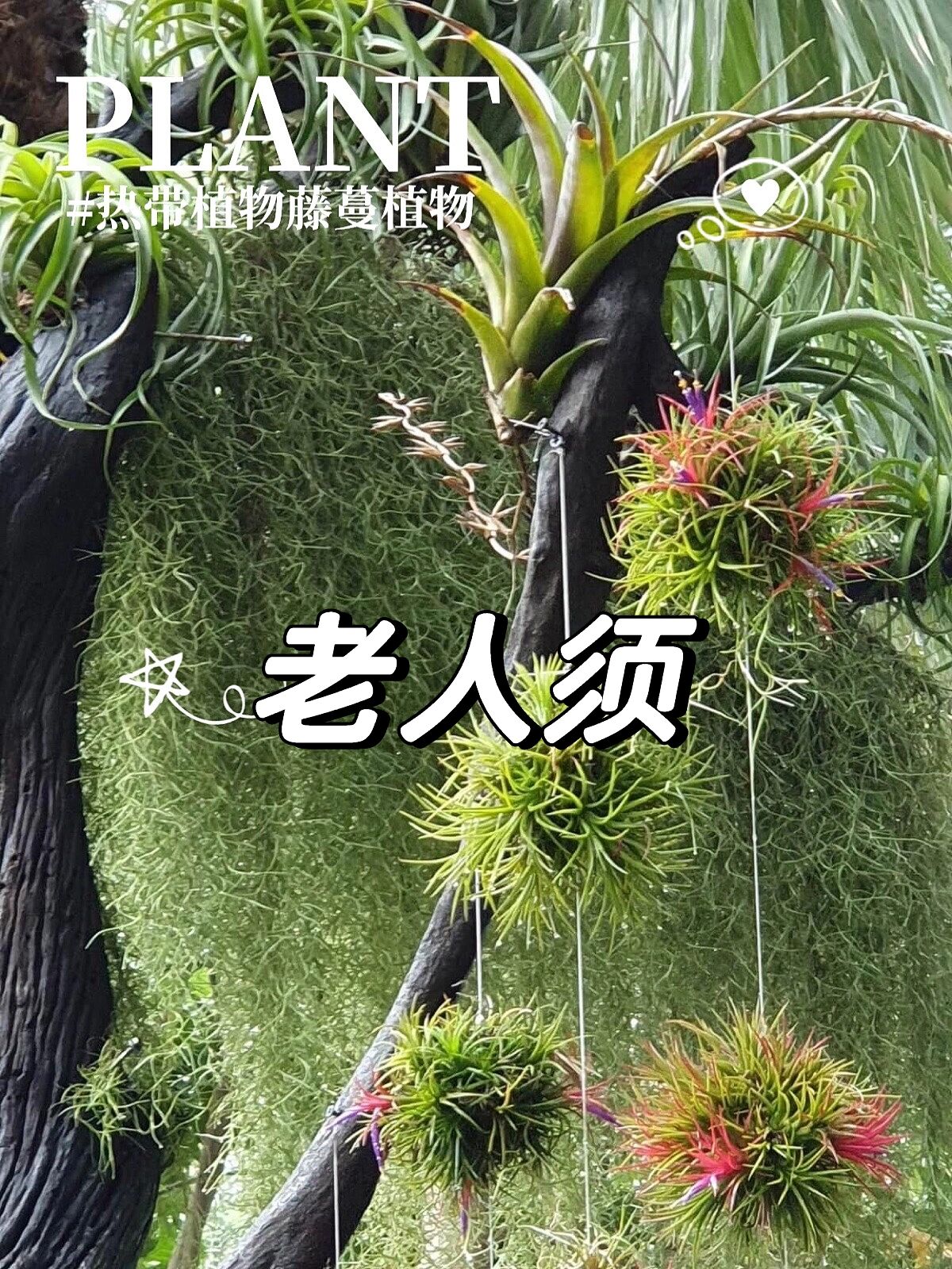 热带藤蔓植物|老人须 一种神奇的植物 凤梨科/别名叫松萝凤梨,老人须.