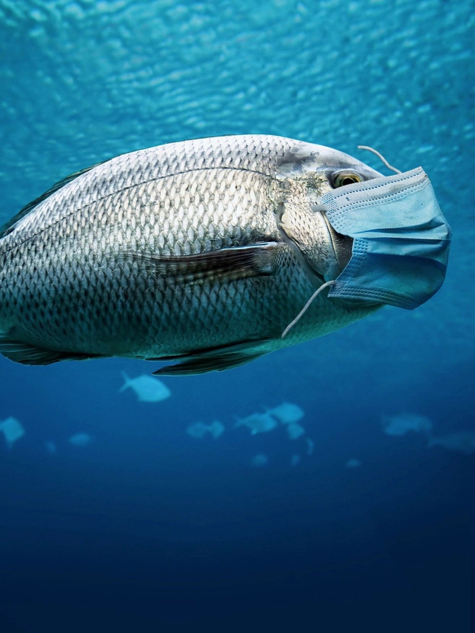 垃圾,全球每天有34亿口罩被丢弃" 现在在路边,街道,沙滩,海洋里,动物