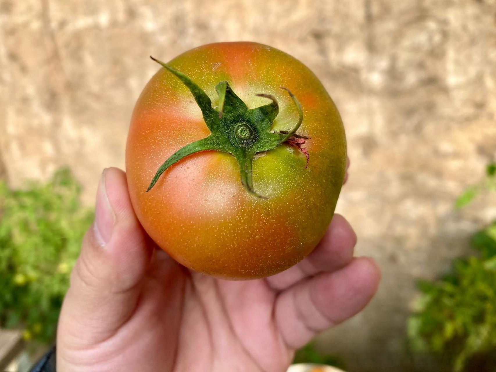 这种水果西红柿-学名纪香嘎啦果,真是西红柿味儿十足,尤其是头茬柿子