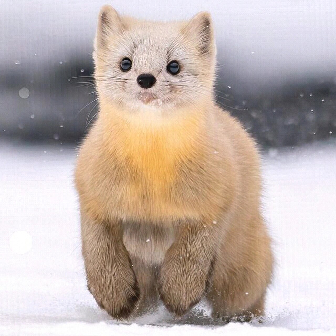 东北小萌宝——紫貂