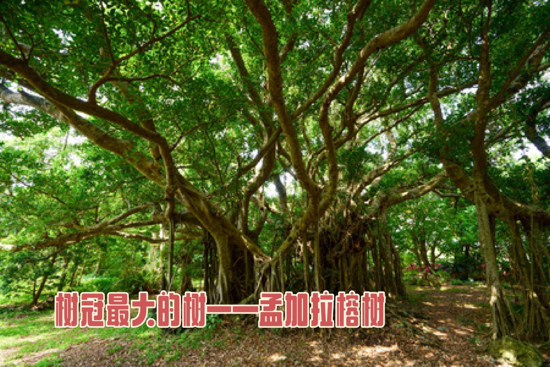 树冠最大的树98