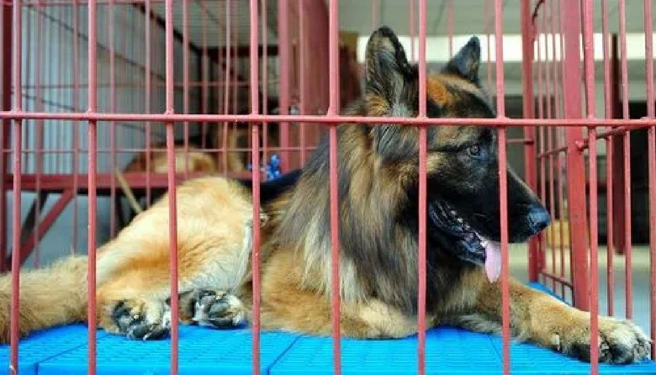 北京狗市 宠物交易市场 梨园狗市 通州狗市