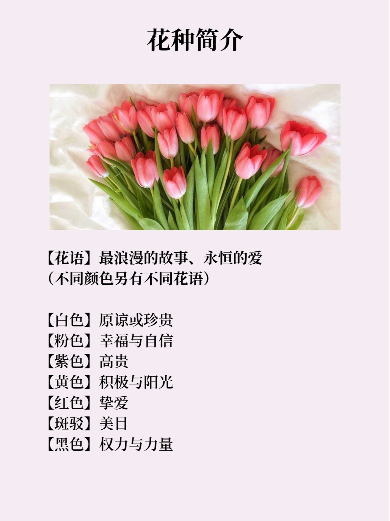 重瓣郁金香的花语图片