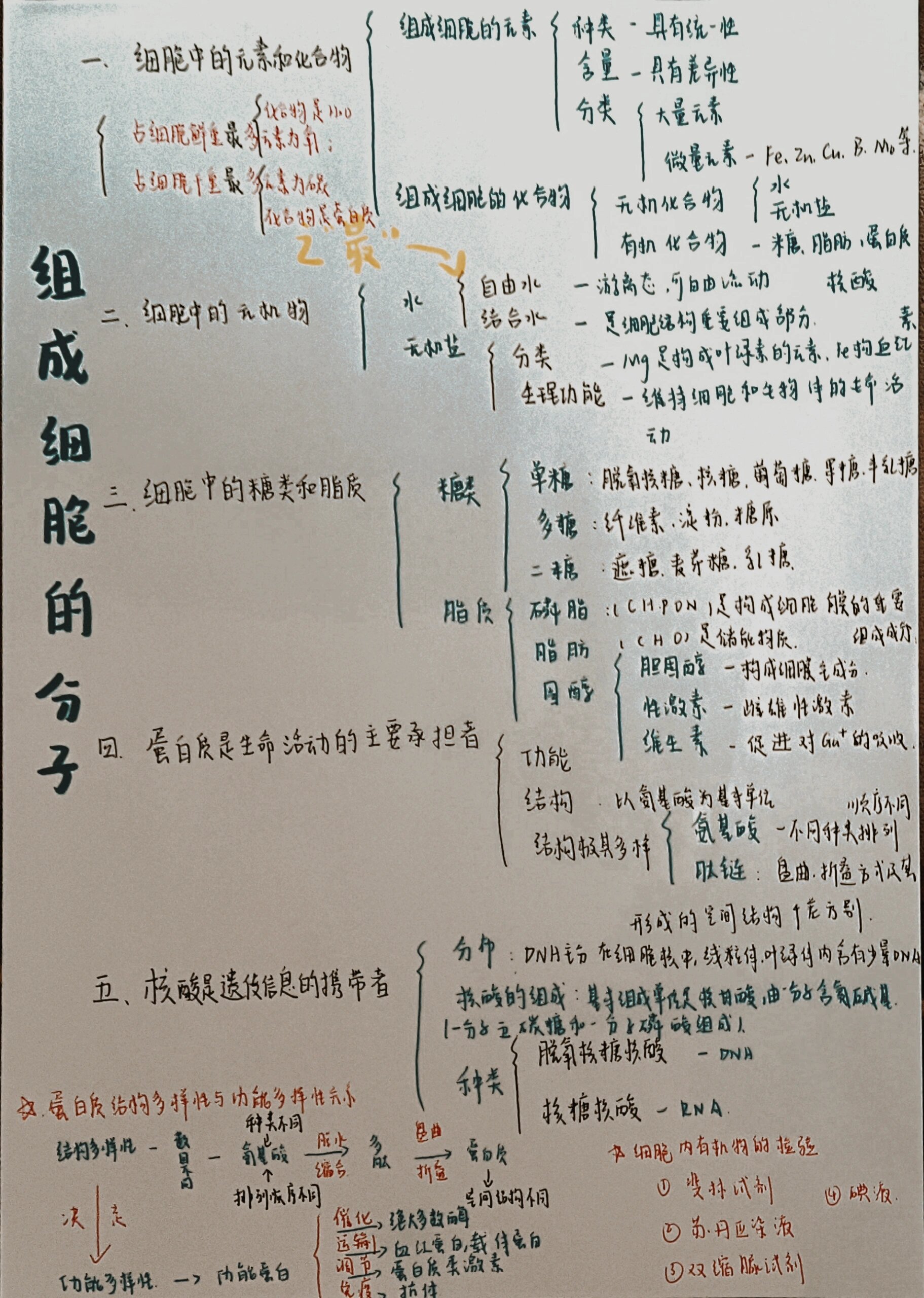 高中生物必修一第二章思维导图