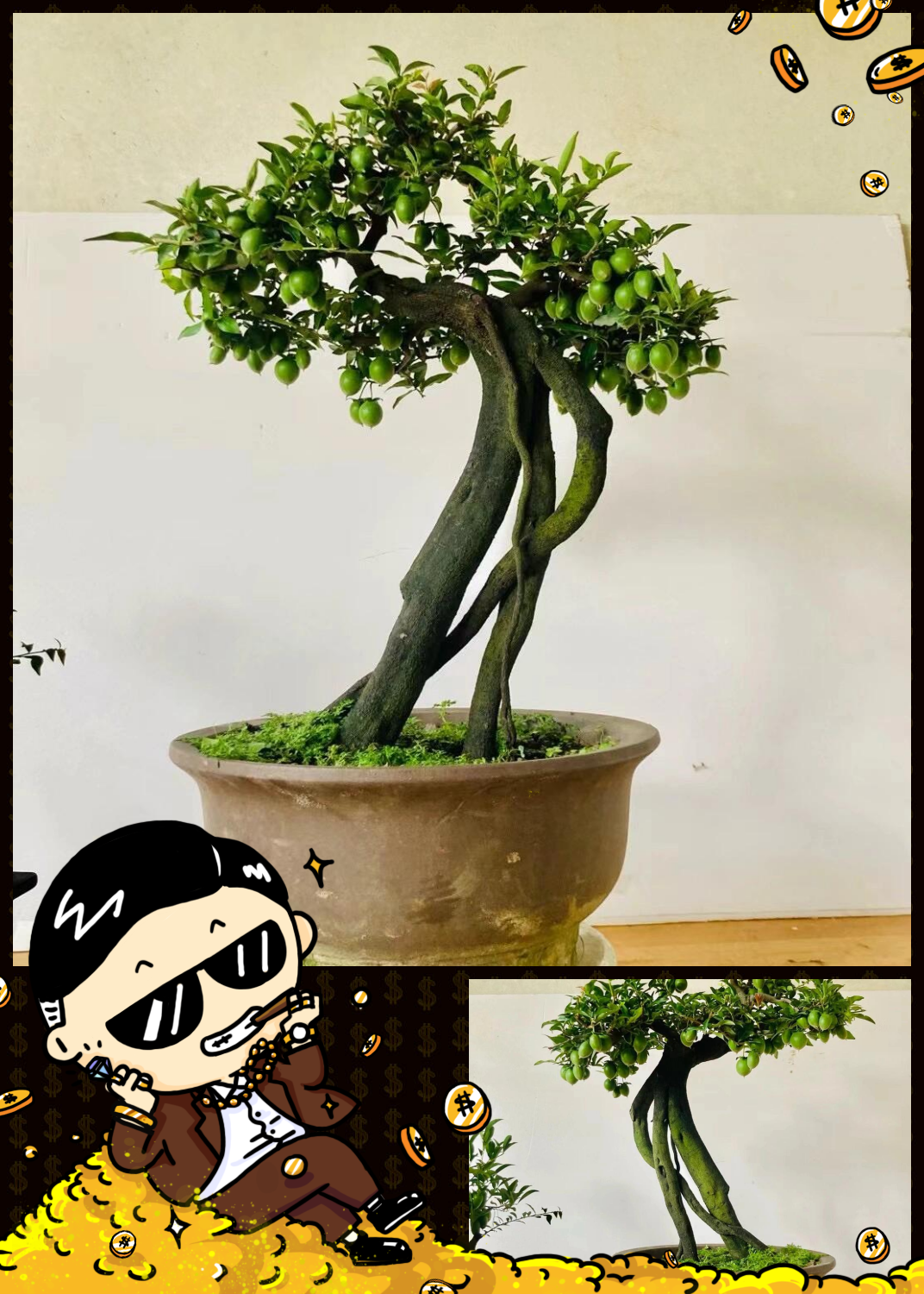 金弹子,学名叫做diospyros kaki,属于柿科柿属