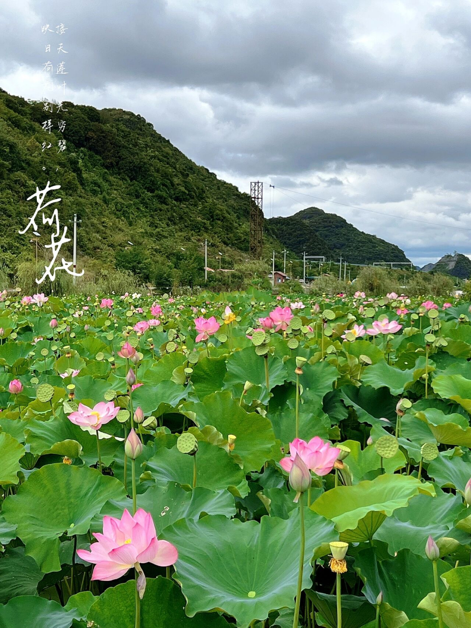 幺铺十里荷廊风景区图片