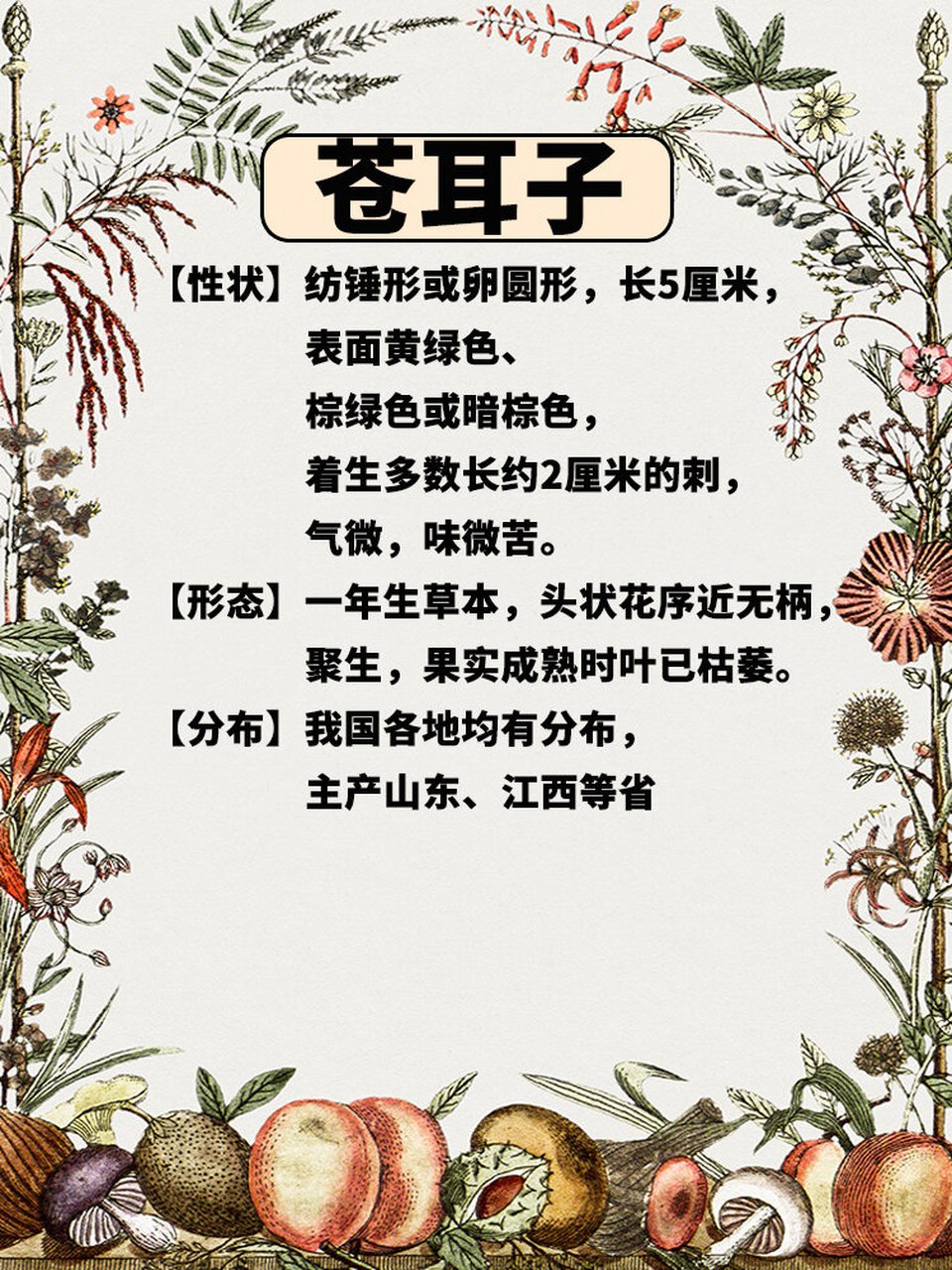 每天认识一味中草药-苍耳子 【名称】苍耳子 【拼音】cāng ěr zǐ