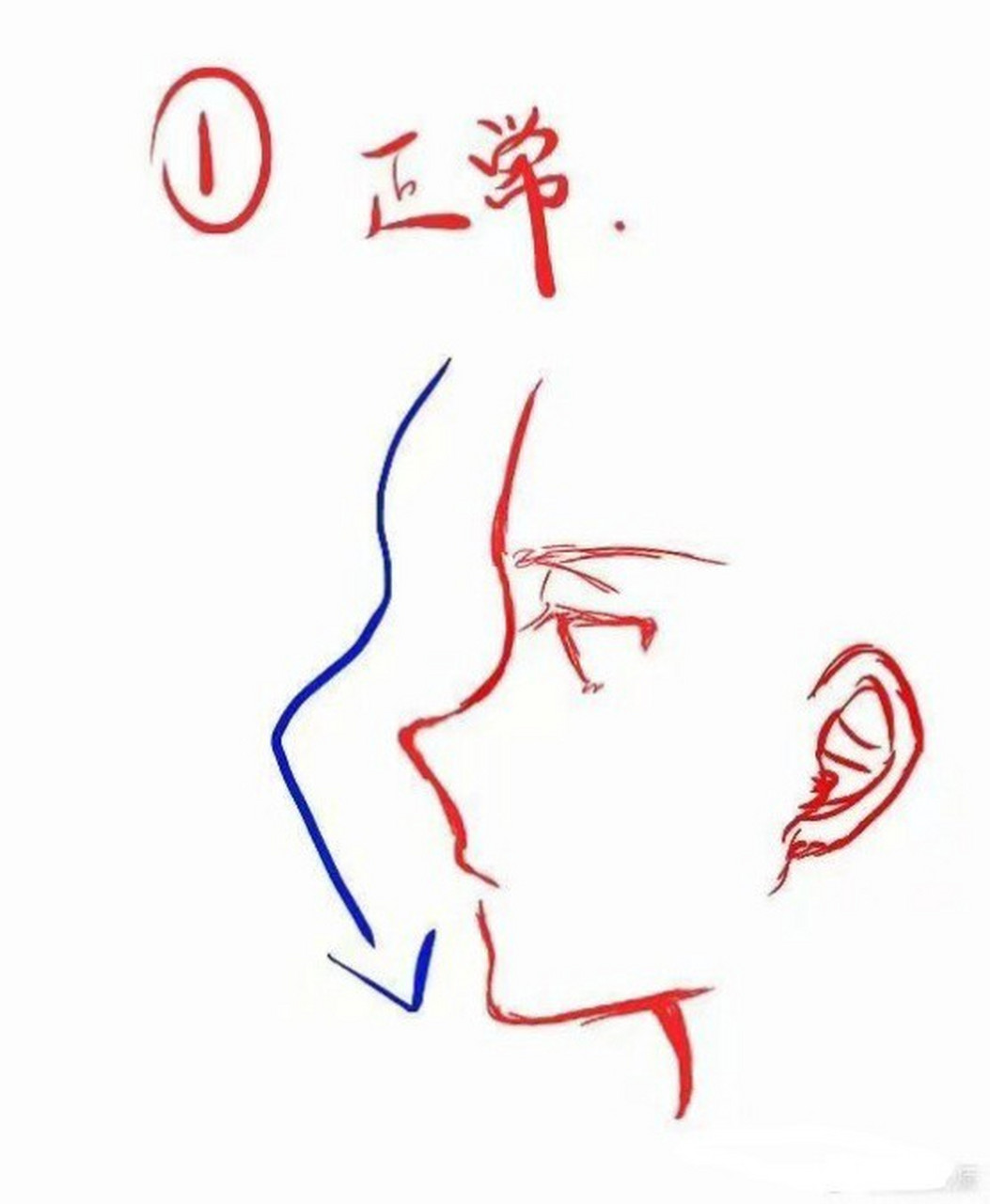 20201129 干货 教程 一组侧脸的画法 20201129 干货 教程 一组侧脸的