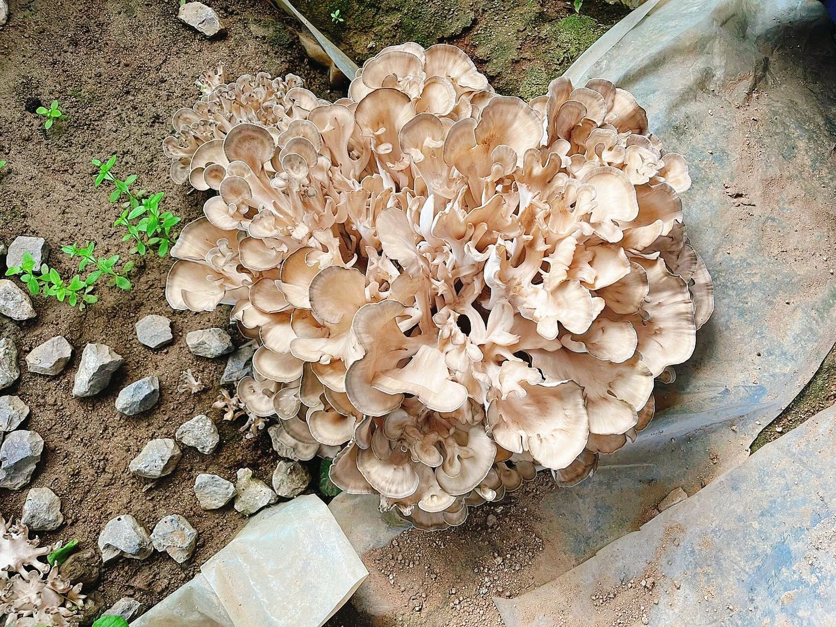 栗蘑的介绍 16615栗蘑学名灰树花,萃取秋冬深