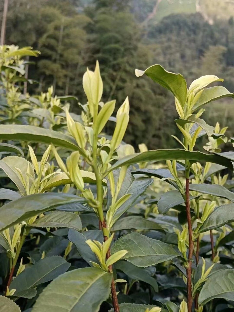 明前茶精品 特级安吉-黄金芽 清明前采摘特级嫩芽.