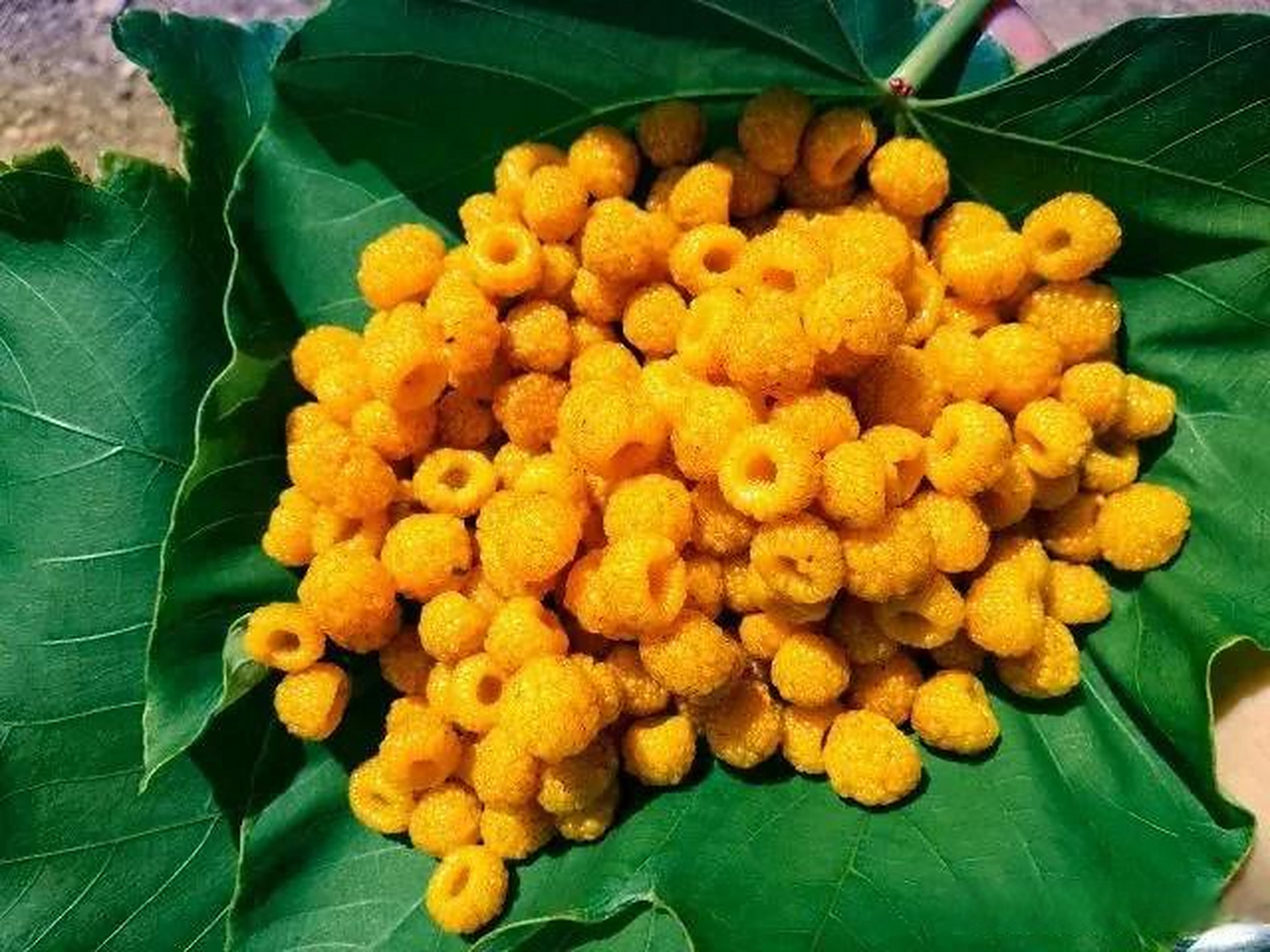 "黄泡儿",满满的儿时记忆!