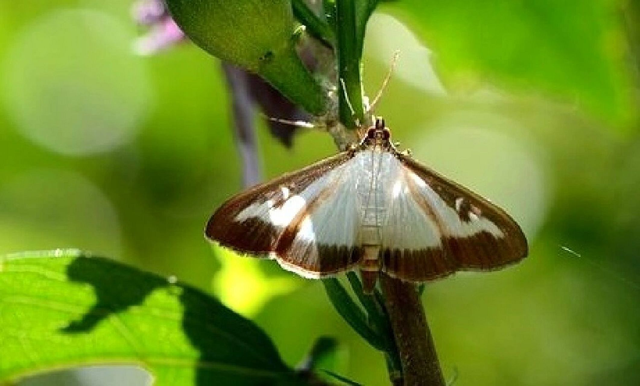 每日一虫——瓜绢野螟 919191今天要分享给大家的是瓜绢野螟,为
