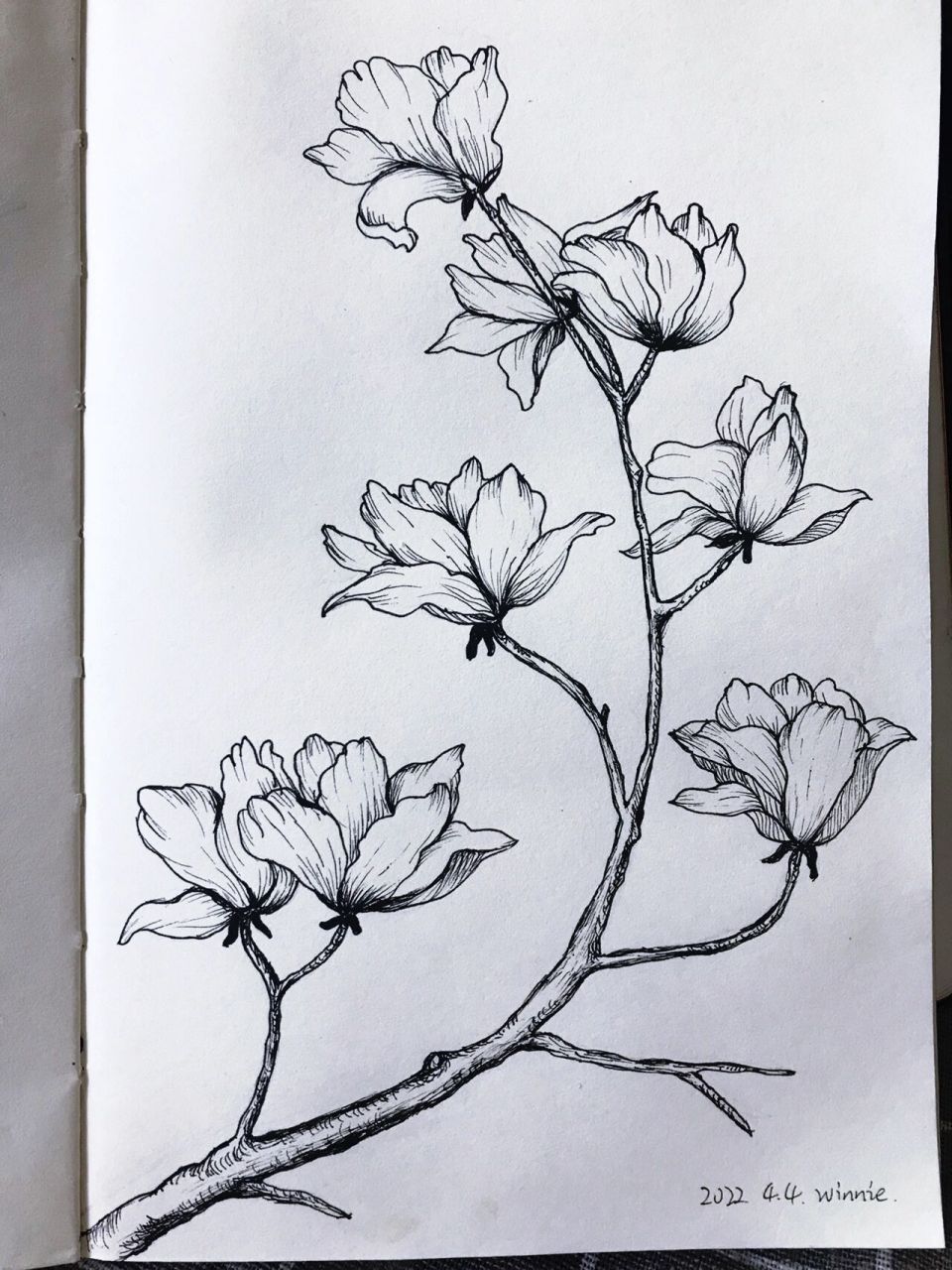 画画185|植物速写|花卉篇|含步骤 更新了 更新了…… 到处画画草草