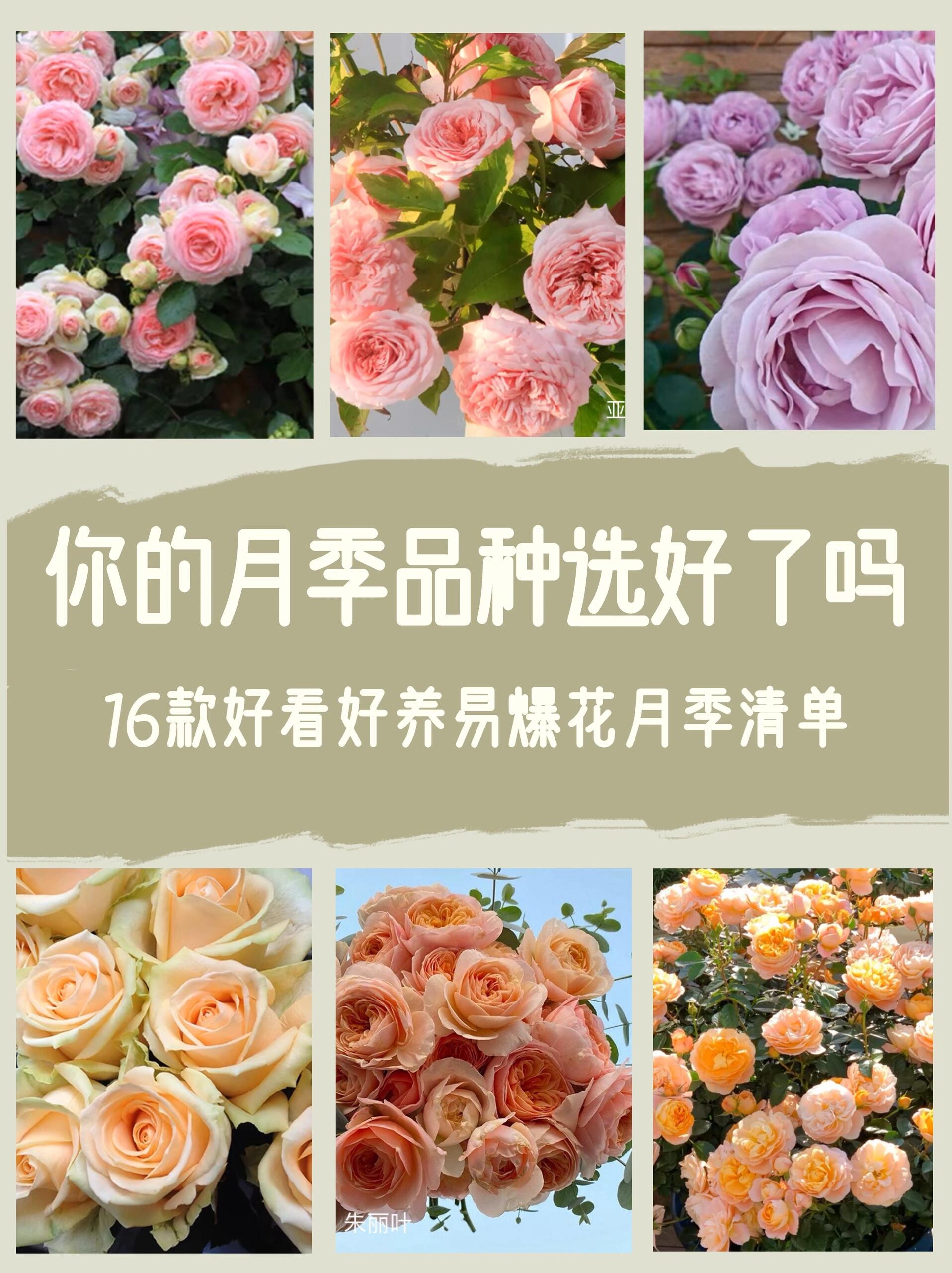 月季花的特点优点图片