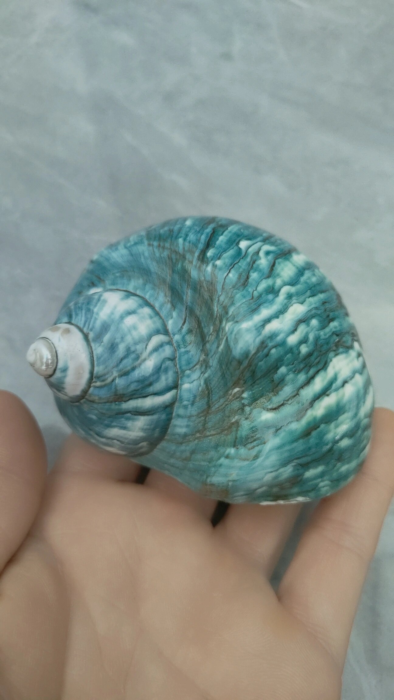 绿熔螺海螺 绿蝾螺,也被称为美丽蝾螺或绿牛眼螺,其学名为turbo