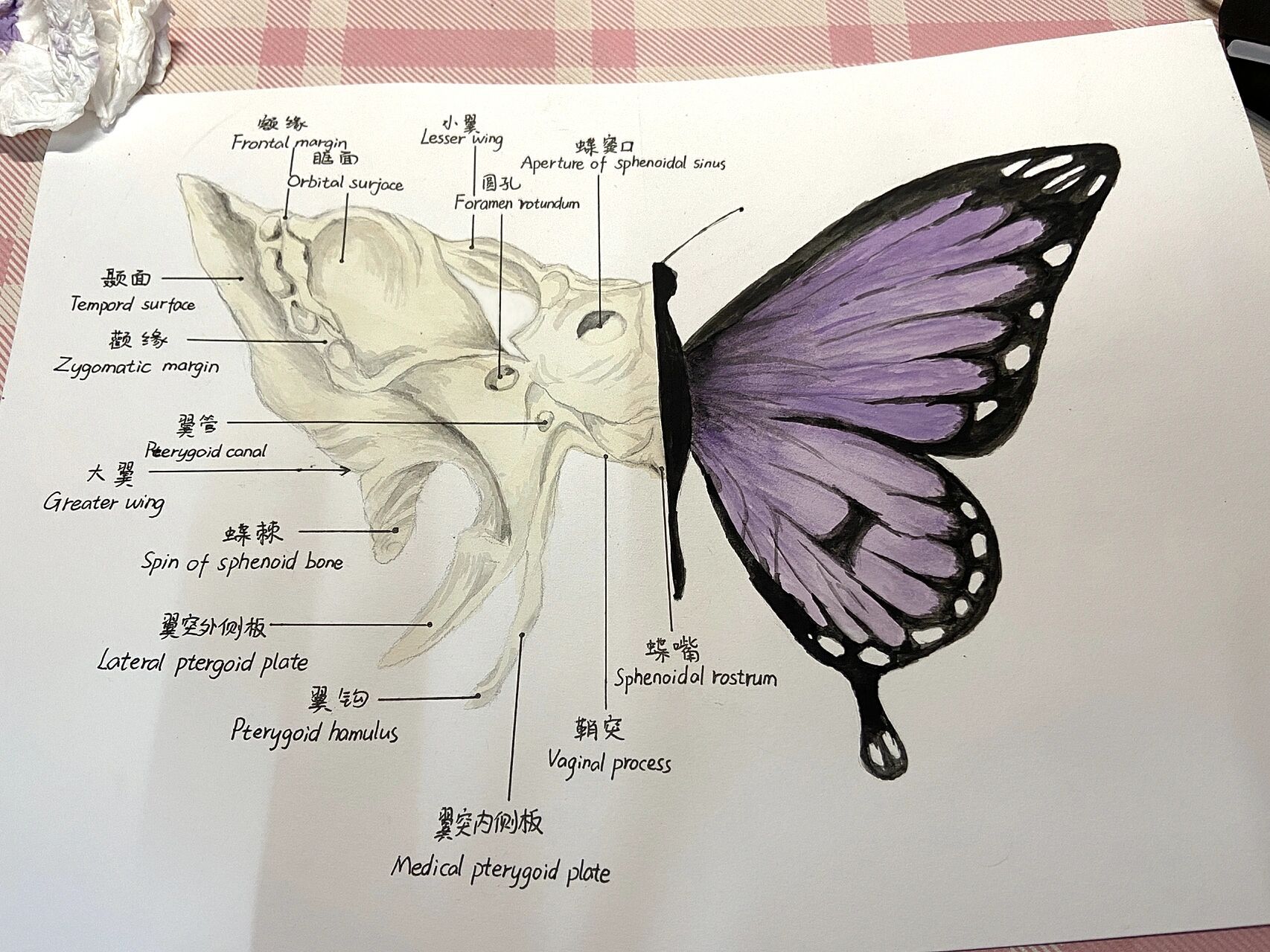 之前参加学校一个形态学绘图大赛交的作品   之前参加学校一个形态学