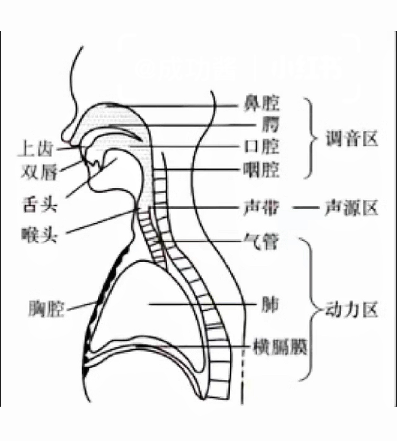声乐嗓音人体发声器官侧面结构图 快收藏!