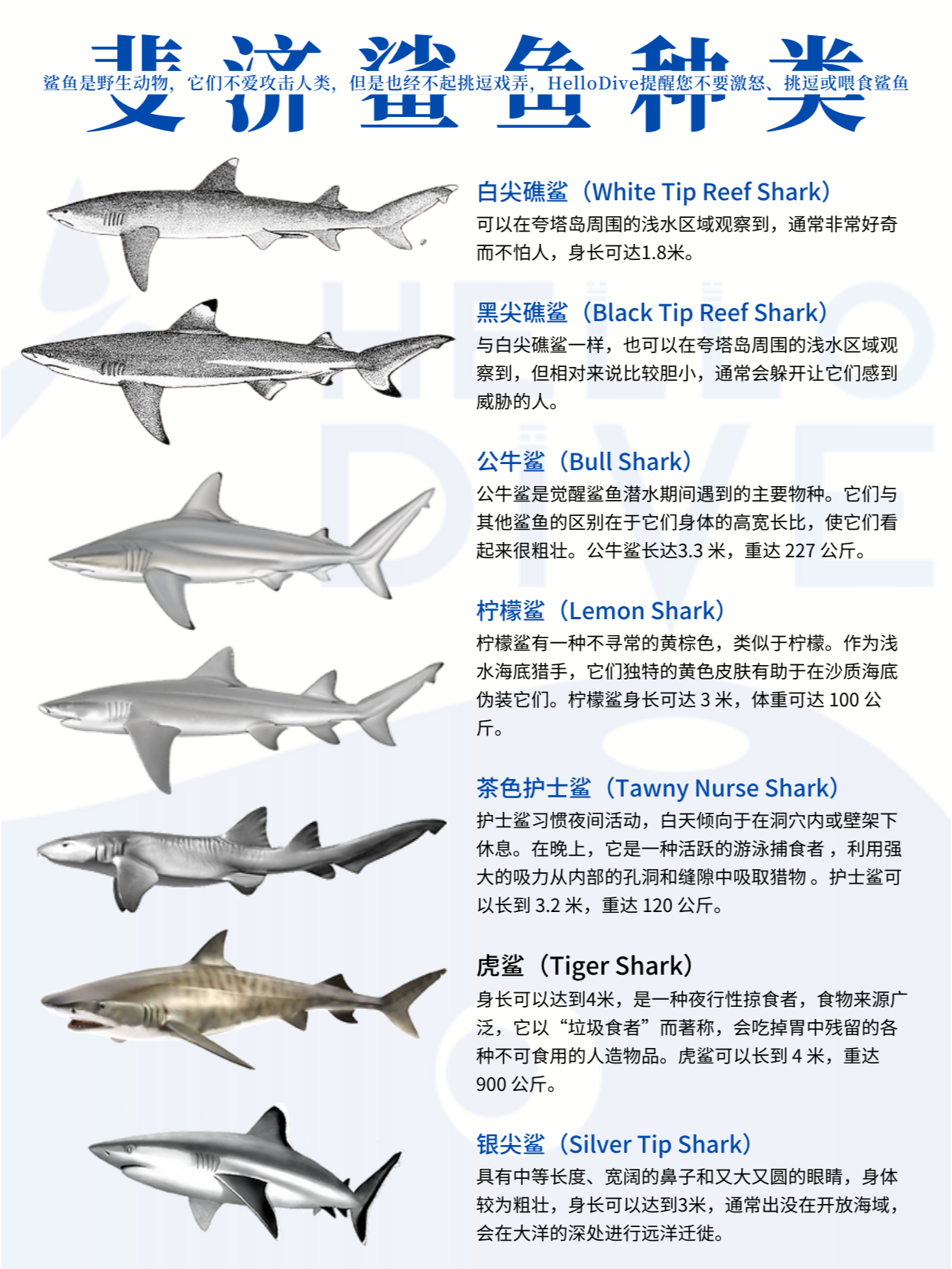 公牛鲨vs虎鲨图片