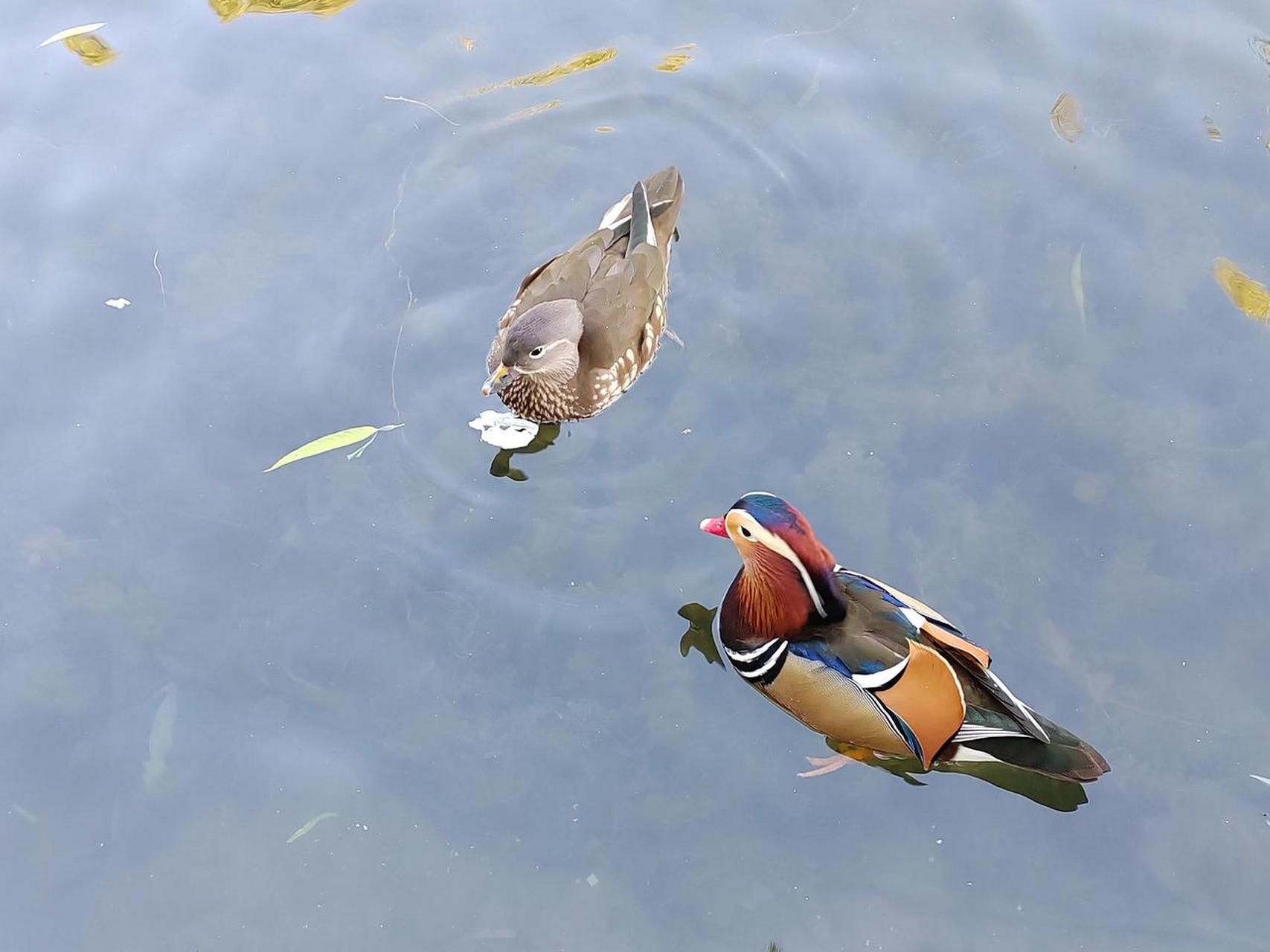 一群鸳鸯在水中相互嬉戏着,看着它们形影不离的样子,真有种只羡鸳祆