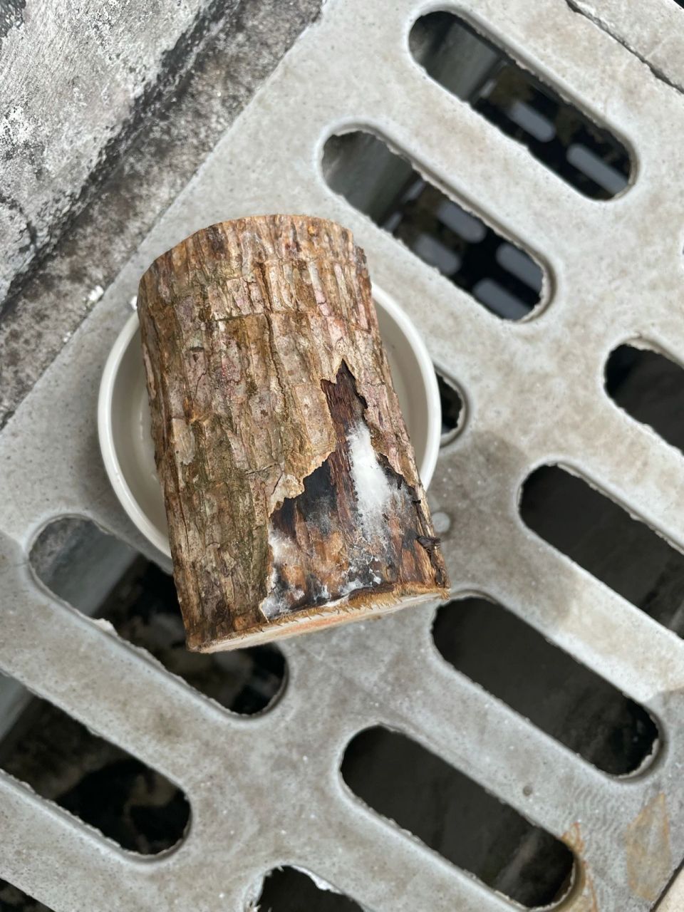 啊啊啊啊啊 想着发霉了拿去阳台晒一下 结果楼上一盆水泼下来更湿了