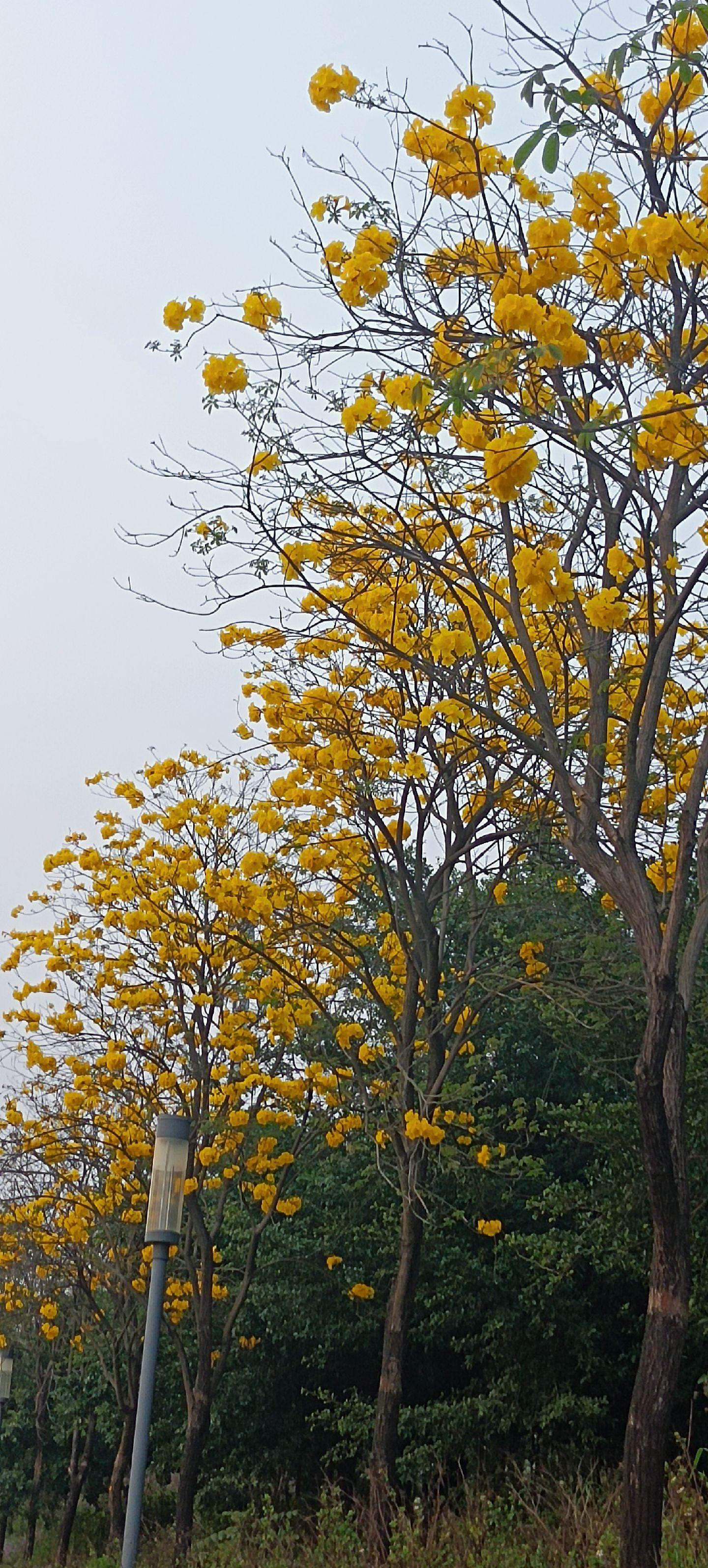 开黄花的树图片大全集图片