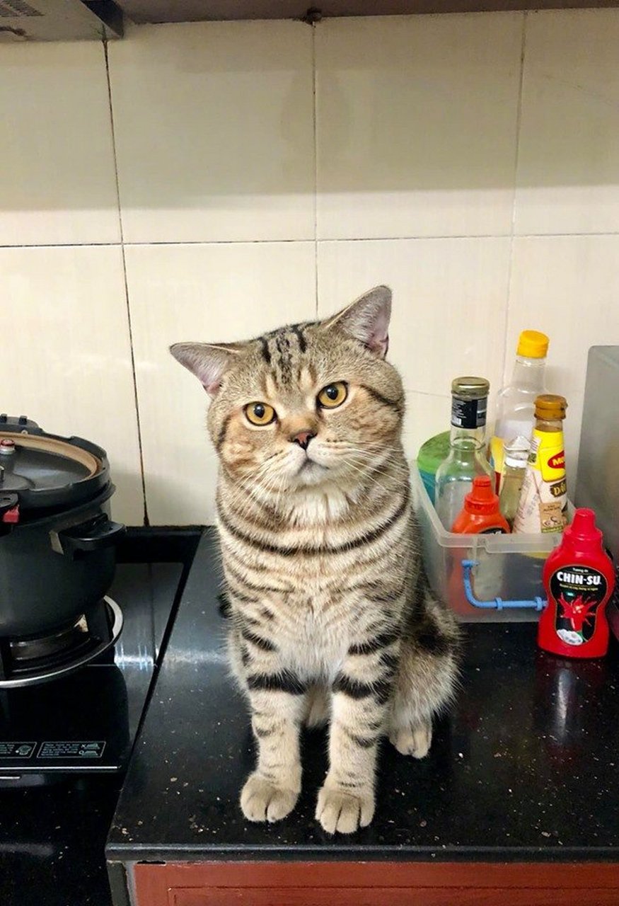 猫饿了,在厨房等吃的,这表情不给都不行啊!