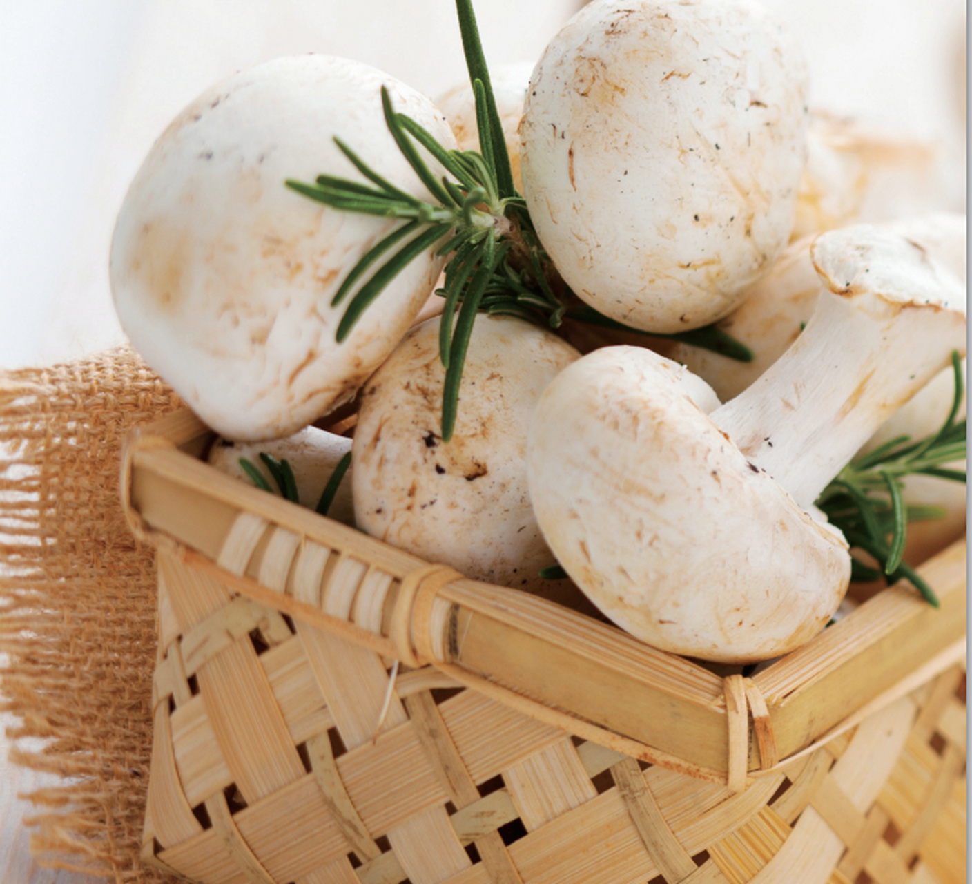 河北好味道# 【张家口美食之旅——坝上口蘑,传奇贡菜】口蘑为河北