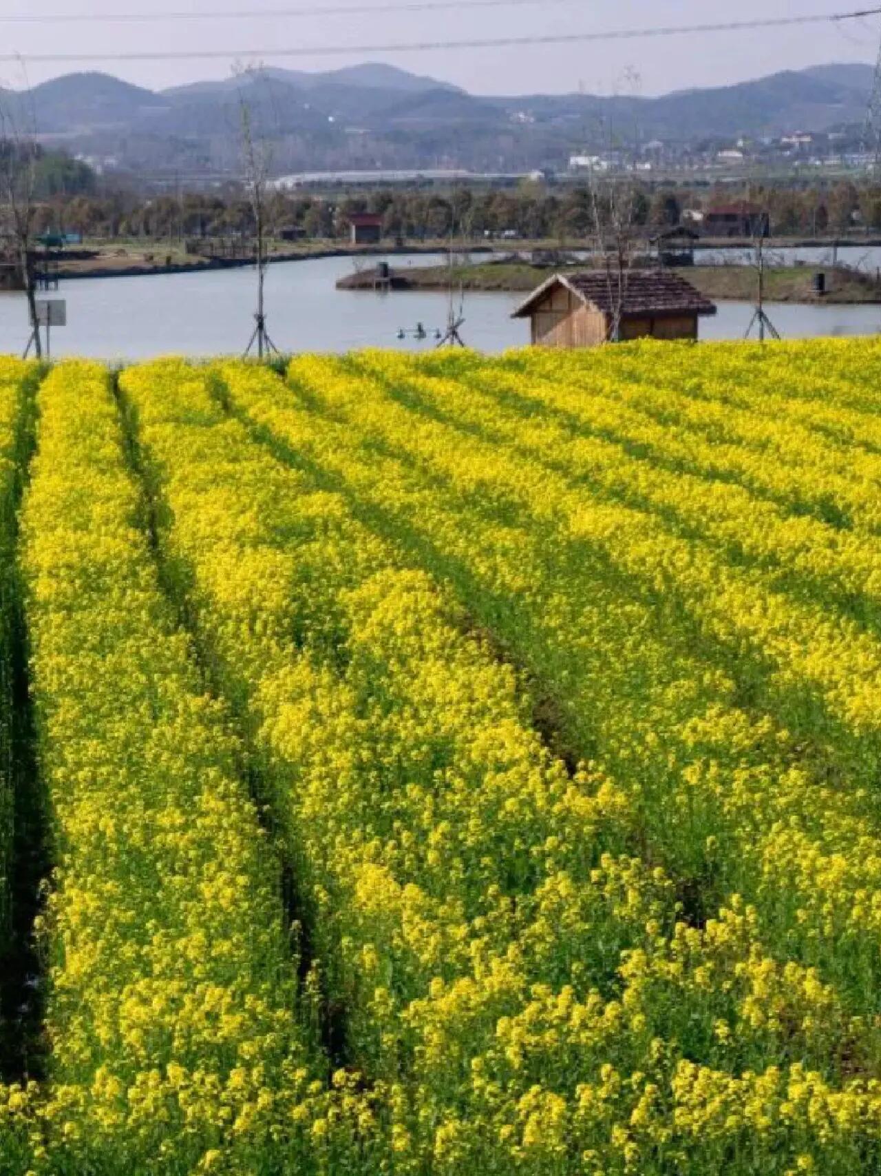 南京周边油菜花海图片