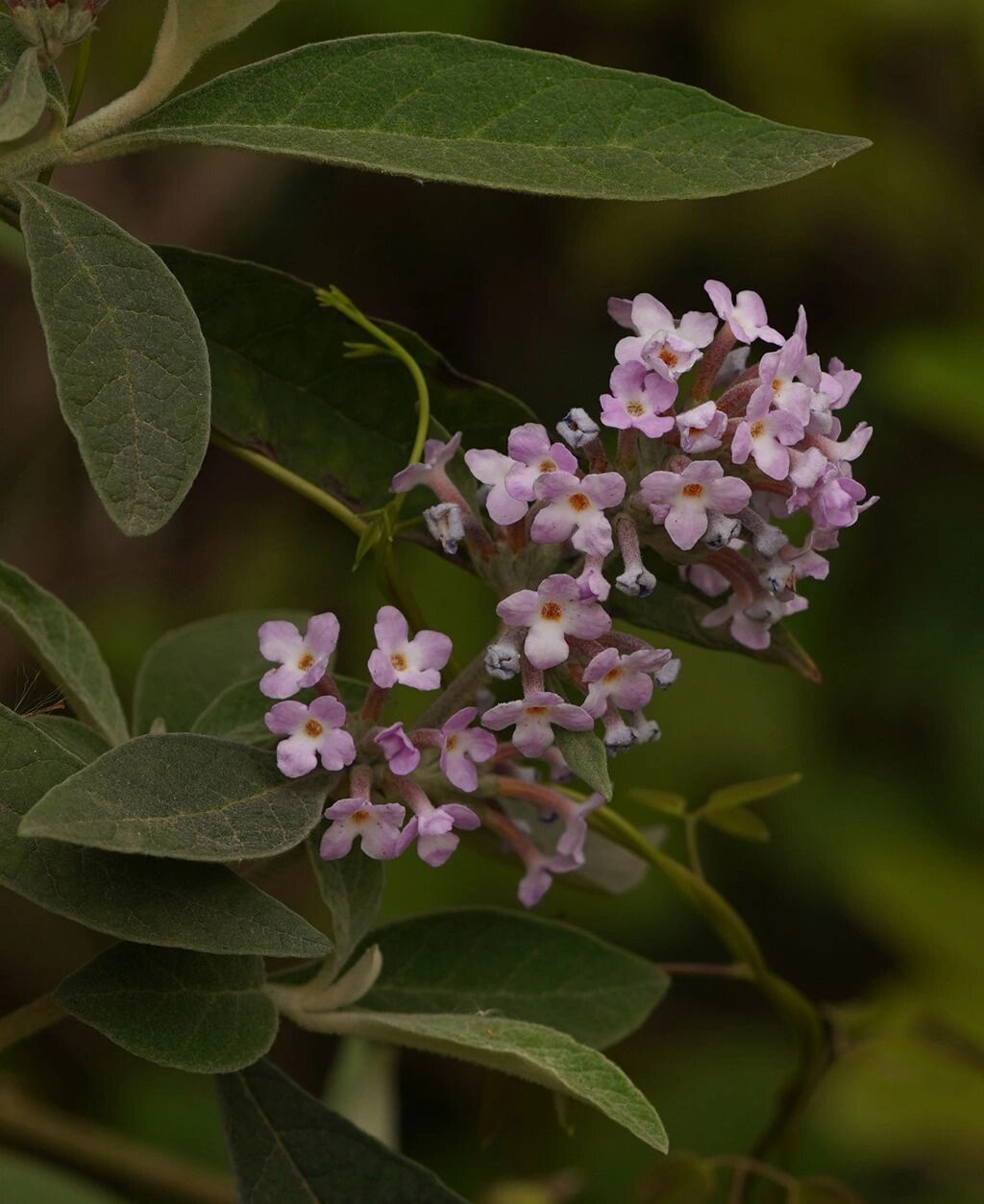 身边的植物96 - 密蒙花 密蒙花 buddleja officinalis 唇形目玄参科