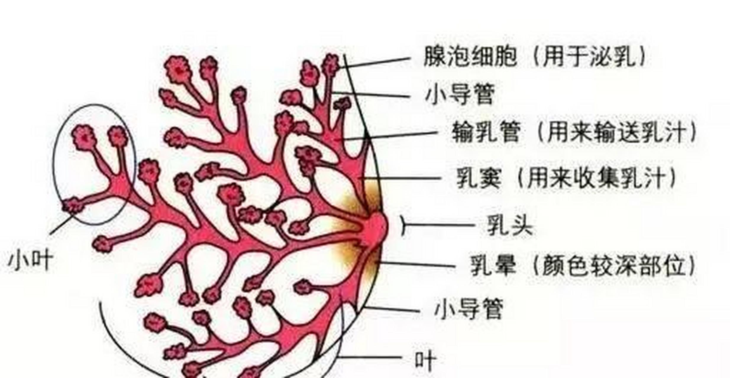 乳房内部结构图片