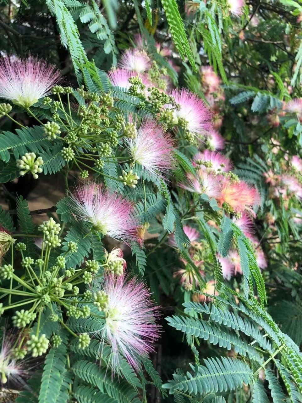 合欢花花语94 96  合欢花也叫夜合欢,夜合树,绒花树,鸟绒树,苦情