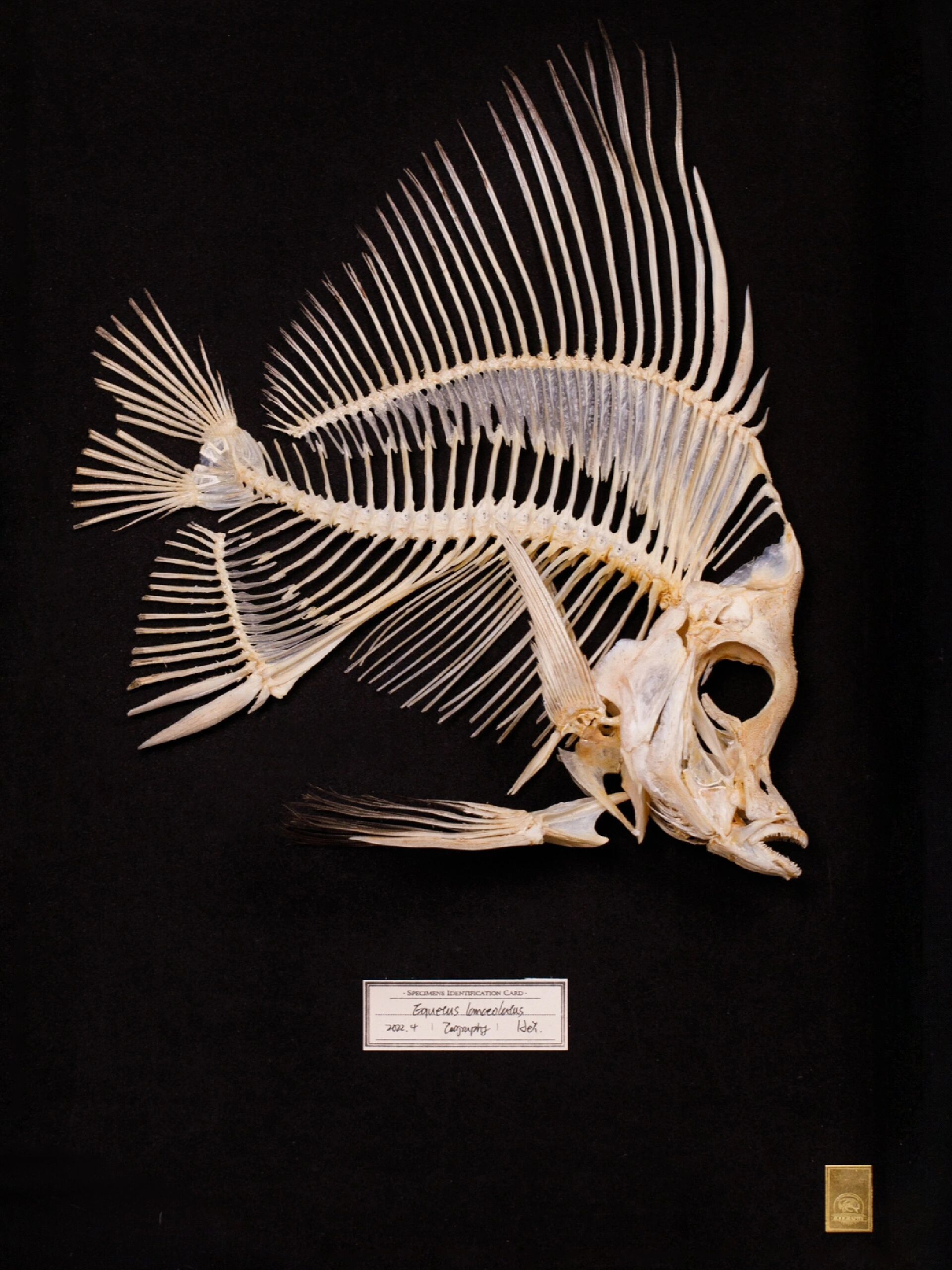 鱼类标本|吃完的鱼骨不要扔