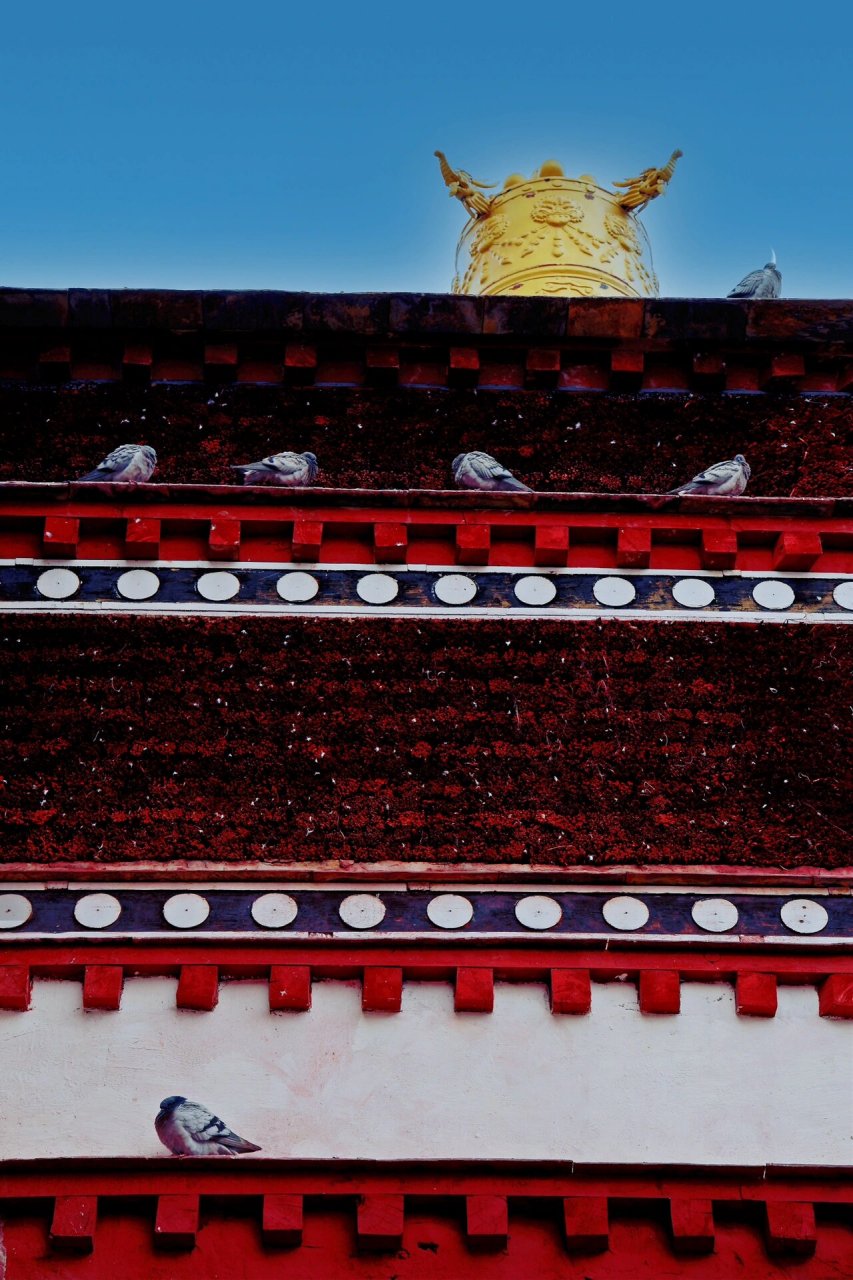 绒布寺:在世界上海拔最高的寺庙喂鸽子159415 珠峰大本营绒布寺