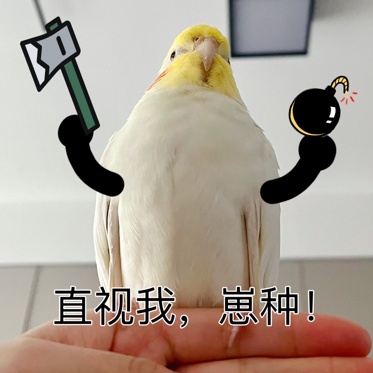 一组社畜小鸡表情包 打工的鸡仔表情包 每天都在想,要是不打工天天陪