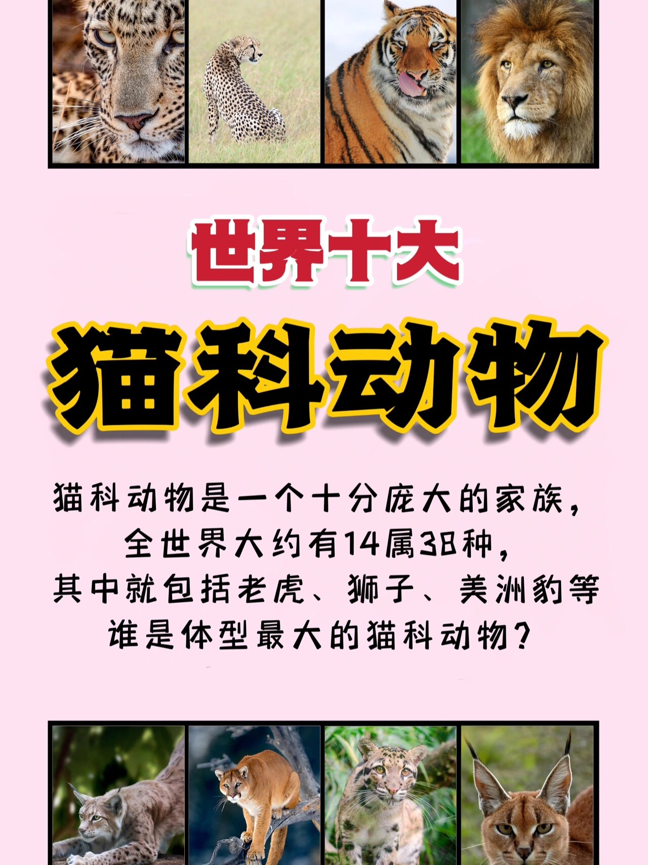 世界十大猫科动物 世界十大最大的猫科动物榜单,主要依据各猫科动物的