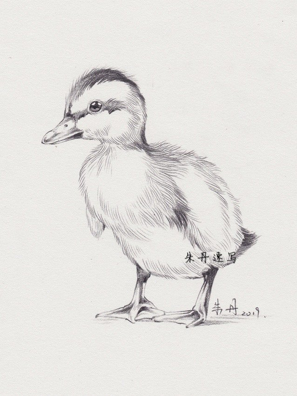 速写|动物类速写,有没有你喜欢的小动物啊～ 作者:朱丹老师 #速写