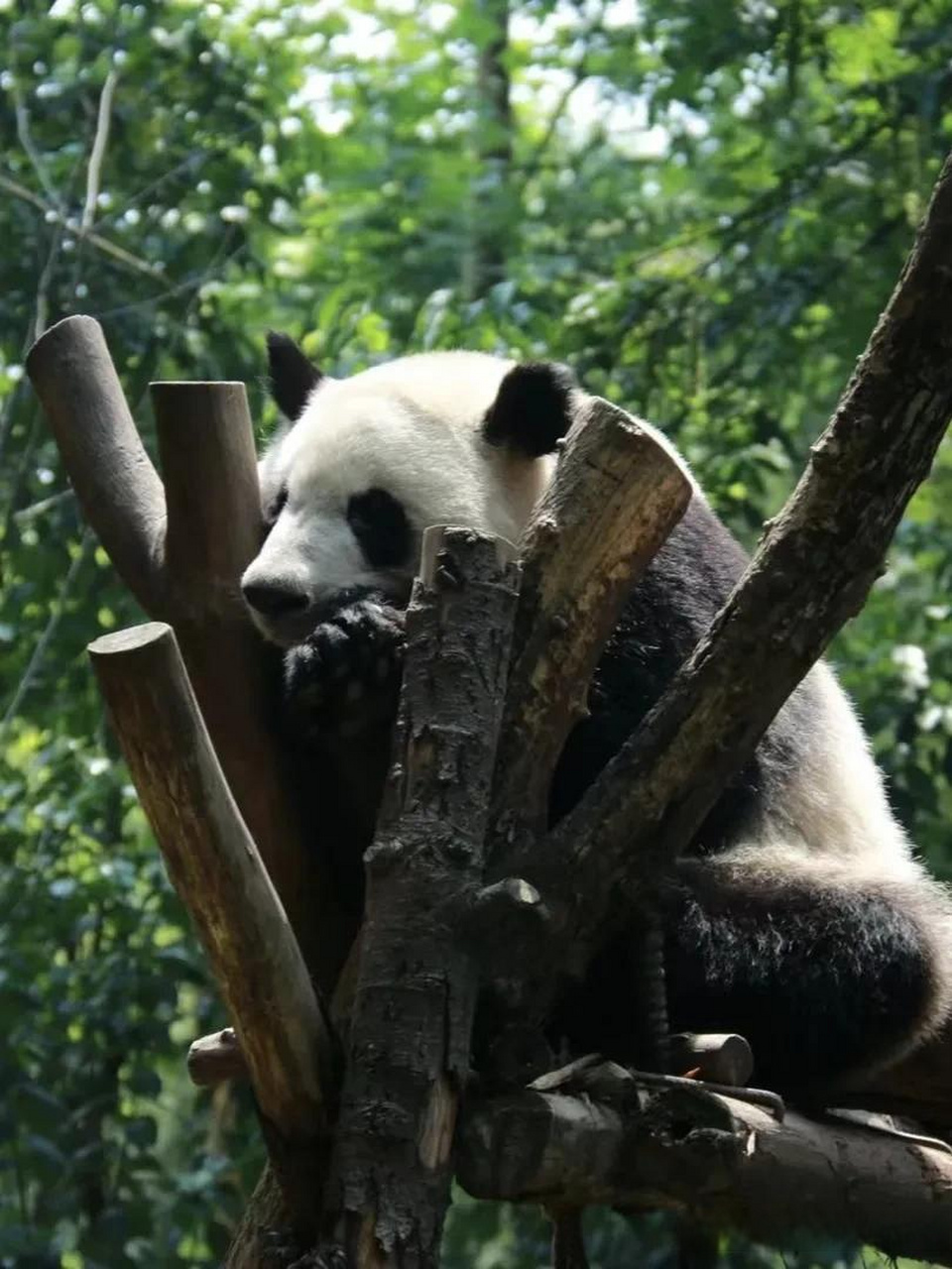 成都頭條 珍稀動物 大熊貓 頭圓圓的 身體胖胖的 短短的四肢 淘氣可愛