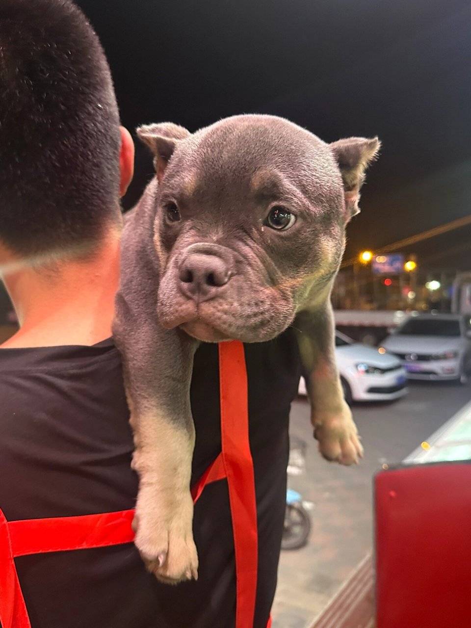 恶霸现在多少钱一只啊! #恶霸犬